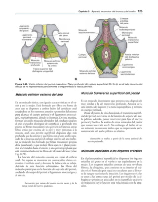 Ligamento
arqueado
del pubis
Ligamento
perineal
transverso
Vena dorsal
del pene
Membrana
perineal
Músculo
transverso
profundo
Músculo esfínter
externo de
la uretra
Fascia superior del
diafragma urogenital
Cuerpos
eréctiles
del pene
Músculo
bulboesponjoso
Membrana
perineal
Músculo
transverso
superficial
Fascia inferior
del diafragma
pélvico
Ligamento
anococcígeo
Ligamento
sacrotuberoso
Músculo esfínter
externo del ano
Cuerpo
perineal
Músculo
isquiocavernoso
! 
IGURA   Visión inferior del periné masculino. Plano profundo (A) y plano superficial (B). En A, en el lado derecho del
dibujo se ha representado parcialmente transparentada la fascia perineal.
Músculo esfínter externo del ano
Es un músculo único, con iguales características en el va-
rón y en la mujer. Está formado por fibras en forma de
arco que se disponen a ambos lados del conducto anal
cruzándose en los extremos anterior y posterior del mismo
para alcanzar el cuerpo perineal y el ligamento anococcí-
geo, respectivamente, donde se insertan. De esta manera,
forman un anillo muscular alrededor del conducto anal en
el que se pueden distinguir de superficial a profundo tres
planos de fibras musculares: una porción subcutánea, cuyas
fibras están por encima de la piel y muy próximas a la
mucosa anal; una porción superficial, dispuesta algo más
profunda que la anterior y que forma un grueso anillo sepa-
rado de la mucosa anal por el esfínter interno del ano (esfín-
ter de músculo liso formado por fibras musculares propias
de la pared anal), y que incluye fibras que en el plano poste-
rior se extienden hasta el cóccix; y una porción profunda que
está entremezclada con las fibras del elevador del ano (véase
Fig. 8-71).
La función del músculo consiste en cerrar el orificio
anal. En reposo se mantiene en contracción tónica ce-
rrando el orificio anal y durante la defecación se relaja.
Además de esta función esfinteriana, las fibras del
músculo participan en la función de sujeción del periné,
anclando el cuerpo del periné al ligamento anococcígeo y
al cóccix.
Inervación: por ramas del cuarto nervio sacro y de la
rama rectal del nervio pudendo.
Músculo transverso superficial del periné
Es un músculo inconstante que presenta una disposición
muy similar a la del transverso profundo. Arranca de la
cara interna del isquión y la rama isquiopúbica, y termina
en cuerpo perineal.
Desde el punto de vista funcional, el transverso superfi-
cial del periné interviene en la función de soporte del sue-
lo pélvico; además, parece intervenir para fijar el cuerpo
perineal y facilitar la acción de otros músculos del periné
que toman inserción en él. Sin embargo, el hecho de ser
un músculo inconstante indica que su importancia en la
sustentación del suelo pélvico es relativa.
Inervación: se realiza a partir de la rama perineal del
nervio pudendo.
Músculos asociados a los órganos eréctiles
En el plano perineal superficial se disponen los órganos
eréctiles del pene en el varón y sus equivalentes en la
mujer. Los órganos eréctiles constan de una envoltura
fibrosa, la albugínea, que contiene en su interior el teji-
do eréctil formado por espacios vasculares que al llenar-
se de sangre ocasionan la erección. Los órganos eréctiles
se unen a las estructuras del periné por medio de la al-
bugínea y presentan asociados en su superficie una serie
de músculos cuya función está relacionada con la erec-
ción.
#APÓTULO  Aparato locomotor del tronco y del cuello 
 