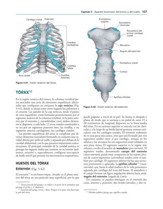 Escotadura
yugular
Escotadura del
primer cartílago
costal
Manubrio
Ángulo del esternón
Escotadura costal
Apófisis xifoides
Escotadura
clavicular
Cuerpo
IGURA   Visión anterior del esternón.
Cartílago costal Esternón
Costillas
verdaderas
Costillas
falsas
Ángulo
infraesternal
Arco costal Costillas
flotantes
IGURA   Visión anterior del tórax.
TÓRAX12
En la región torácica del tronco, la columna vertebral po-
see asociados una serie de elementos esqueléticos adicio-
nales que configuran en conjunto la caja torácica (Fig.
5-41), donde se alojan entre otros órganos los pulmones y
el corazón. Las paredes de la caja torácica, desde el punto
de vista esquelético, están formadas posteriormente por el
segmento torácico de la columna vertebral, en la parte ante-
rior por el esternón, y extendiéndose entre ambos elemen-
tos se disponen, a cada lado, 12 arcos costales constituidos a
su vez por un segmento posterior óseo, las costillas, y un
segmento anterior cartilaginoso, los cartílagos costales.
Las paredes esqueléticas del tórax se completan por di-
versos elementos musculares formando en conjunto una ca-
vidad abierta por arriba al cuello y separada por debajo de la
cavidad abdominal, con la que presenta importantes comu-
nicaciones. El principal cometido de la cavidad torácica es
proteger los órganos vitales que contiene en su interior (pul-
mones, corazón) y, especialmente, configurar una especie
de fuelle móvil que permite los movimientos respiratorios.
HUESOS DEL TÓRAX
Esternón (Fig. 5-42)
El esternón13
es un hueso impar, situado en el plano ante-
rior del tórax en una posición muy superficial, por lo que
puede palparse a través de la piel. Su forma es alargada y
plana, de modo que se asemeja a un puñal de unos 15 a
20 centímetros de longitud dispuesto en la línea media
del tórax. En su extremo superior se articula con las claví-
culas y a lo largo de su borde lateral presenta uniones arti-
culares con los cartílagos costales. El esternón realmente
no es una pieza ósea única, sino que está formado por tres
segmentos unidos entre sí por cartílago, aunque en los
adultos y los ancianos los tres segmentos están soldados en
una pieza única. El segmento superior es la región más
robusta y recibe el nombre de manubrio (pre-esternón). El
segmento medio, denominado cuerpo del esternón
(meso-esternón), puede estar compuesto en los sujetos jóve-
nes de cuatro segmentos (esternebras) unidos entre sí tam-
bién por cartílago. El segmento inferior forma una estruc-
tura prominente y aplanada, la apófisis xifoides14
(meta-
esternón), que hasta la edad madura de la vida permanece
separada por cartílago del resto del hueso. El manubrio y
el cuerpo forman un ligera angulación abierta hacia atrás,
ángulo del esternón (ángulo de Louis).
En conjunto, se pueden distinguir en el esternón dos
caras, anterior y posterior; dos bordes laterales; y dos ex-
12
Tórax procede del griego y se refiere a la parte de la armadura que
protege el pecho y el abdomen.
13
Esternón del griego stereos = duro. Porque es la parte más dura bajo
la piel del tórax. 14
Xifoides palabra griega que significa espada.
#APÓTULO  Aparato locomotor del tronco y del cuello 
 