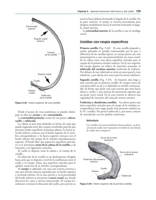 Extremidad
anterior
Ángulo costal
anterior
Cuerpo
de la costilla
Ángulo costal
Cuello
Cabeza
costal
Tubérculo
de la costilla
IGURA   Visión superior de una costilla.
Surco de la vena
subclavia
Surco de la arteria
subclavia
Tubérculo
Cuello
Cabeza
Tubérculo del escaleno
anterior
IGURA   Visión superior de la primera costilla.
Desde el punto de vista anatómico, se pueden distin-
guir en ellas un cuerpo y dos extremidades.
La extremidad posterior consta de tres partes: cabeza,
cuello y tubérculo.
La cabeza es una zona abultada en forma de cuña que
queda engastada entre dos cuerpos vertebrales para los que
presenta sendas superficies articulares planas. La faceta ar-
ticular inferior contacta con el borde superior de la vérte-
bra correspondiente, y la faceta superior contacta con el
borde inferior del cuerpo de la vértebra inmediatamente
superior. Al borde libre que separa las superficies articula-
res se le denomina cresta de la cabeza de la costilla, y da
inserción a un ligamento articular.
El cuello se dispone entre la cabeza y el cuerpo de la
costilla.
El tubérculo de la costilla es un abultamiento dirigido
hacia atrás que se dispone a nivel de la confluencia entre el
cuello y el cuerpo. Posee una superficie articular para la
apófisis transversa de la vértebra correspondiente.
El cuerpo es aplanado con una cara externa convexa y
una cara interna cóncava separadas por un borde superior
y un borde inferior. En la cara interna y en la proximidad
del borde inferior se encuentra el surco costal, por donde
discurren los vasos y nervios intercostales. El cuerpo ini-
cialmente continúa la dirección del cuello, pero pronto se
incurva hacia delante formando el ángulo de la costilla. En
la parte anterior, el cuerpo se incurva nuevamente para
dirigirse medialmente hacia el esternón formando el ángu-
lo costal anterior.
La extremidad anterior de la costilla se une al cartílago
costal.
Costillas con rasgos específicos
Primera costilla (Fig. 5-44). Es una costilla pequeña y
ancha, aplanada en sentido craneocaudal, por lo que, a
diferencia de las costillas típicas, su cuerpo posee una cara
anterosuperior y una cara posteroinferior sin surco costal.
En la cabeza tiene una única superficie articular para el
cuerpo de la primera vértebra torácica. En la cara superior
del cuerpo aparece un relieve de inserción muscular, el
tubérculo del escaleno anterior (tubérculo de Lisfranc).
Por delante de este tubérculo se sitúa un surco para la vena
subclavia, y por detrás otro surco para la arteria subclavia.
Segunda costilla (Fig. 5-45). Es bastante más larga y
más estrecha que la primera costilla. El cuerpo carece de
curvatura sobre su eje y es aplanado en sentido craneocau-
dal, de forma que posee una cara externa que mira hacia
afuera y arriba, y una interna de orientación opuesta que
no posee surco costal. En la cara externa se observa una
rugosidad de inserción del músculo serrato anterior.
Undécima y duodécima costillas. Su cabeza posee una
única superficie articular para el cuerpo de la vértebra co-
rrespondiente (este rasgo puede estar presente también en
la 10.a
costilla). No poseen tubérculo y, por tanto, carecen
de articulación con las apófisis transversas.
Estructura
Las costillas son estructuralmente huesos planos, es decir,
constan de tejido óseo esponjoso revestido de una lámina
de tejido óseo compacto.
#APÓTULO  Aparato locomotor del tronco y del cuello 
 