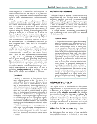 que se designan con el número de la costilla superior. Los
espacios intercostales son más amplios en la parte supe-
rior del tórax y, debido a la oblicuidad de las costillas, en
todos los niveles son más amplios en el plano anterior del
tórax.
La abertura superior del tórax se delimita entre el borde
superior del manubrio del esternón, la primera vértebra
torácica y el borde interno de los dos primeros arcos cos-
tales. Se dispone en un plano oblicuo hacia adelante y
abajo, de forma que las dos primeras vértebras torácicas
se sitúan por encima del nivel del manubrio esternal. La
silueta de la abertura es arriñonada por el relieve que
hace el cuerpo de la primera vértebra torácica y posee un
diámetro transversal (10 cm) que prácticamente duplica el
diámetro anteroposterior (5 cm). A los lados de la abertu-
ra se sitúan los vértices pulmonares revestidos de envoltu-
ras fibrosas y serosas, y en la línea media discurren la trá-
quea y el esófago junto a vasos y nervios en su trayecto del
cuello al tórax.
La abertura inferior del tórax ocupa la base del tórax y es
mucho más amplia que la superior, y, como se analizará
más adelante, está cerrada por el músculo diafragma. Se
delimita de detrás a adelante, por la 12.a
vértebra torácica,
la 12.a
costilla y el borde inferior de los cartílagos costales
11.o
, 10.o
, 9.o
, 8.o
y 7.o
, que como se ha descrito a partir
del 10.o
, se van uniendo entre sí (cartílago costal común)
para confluir a través del 7.o
en la escotadura xifoesternal.
El extremo anterior de la abertura lo forma la unión entre
el cuerpo del esternón y la apófisis xifoides (articulación
xifoesternal). Entre la terminación de los cartílagos comu-
nes de ambos lados de la abertura inferior del tórax se
delimita el ángulo infraesternal, en medio del cual se si-
lúa la apófisis xifoides proyectada hacia el abdomen.
Variaciones
La forma y las dimensiones del tórax presentan impor-
tantes modificaciones con la edad y con el sexo. En el
recién nacido, el diámetro transverso del tórax está muy
reducido. En la mujer, el tamaño del tórax es menor,
pero las costillas superiores son más móviles que en el
varón, lo que incrementa la capacidad de expansión del
segmento torácico superior. Este hecho adquiere impor-
tancia en la etapa final del embarazo, ya que las dimen-
siones del útero dificultan la expansión abdominal de la
cavidad torácica. En los ancianos, el tórax pierde elasti-
cidad debido al envejecimiento de los cartílagos costales,
que habitualmente se calcifican. Además, las articulacio-
nes costovertebrales pierden movilidad. Sin embargo,
las alteraciones morfológicas del tórax en el anciano son
generalmente secundarias a deformaciones de la colum-
na vertebral.
Las variaciones individuales del tórax son frecuentes en
ambos sexos y están relacionadas principalmente con el
grado de desarrollo de los músculos que se insertan en sus
huesos. El tórax de las personas musculosas suele ser an-
cho y corto, mientras que en las asténicas, el tórax es largo
y estrecho.
Anatomía de superficie
La articulación entre el segundo cartílago costal es fácil-
mente identificable en la superficie porque se sitúa en la
unión entre manubrio y cuerpo del esternón, que coincide
con la posición del ángulo esternal. A partir de esa referen-
cia, las demás costillas pueden contarse desde la superficie.
El pezón en el hombre y en la mujer joven también es una
buena referencia para identificar las costillas, ya que se si-
túa en el cuarto espacio intercostal.
En el plano posterior, la escápula se proyecta sobre la
pared torácica en el espacio comprendido entre la segunda
y la séptima costilla.
Aspectos clínicos
La elasticidad de los cartílagos costales determina que
la pared torácica sea resistente a los traumatismos. El
punto más vulnerable a las fracturas es la zona de las
costillas inmediatamente anterior al ángulo costal,
pero un traumatismo directo puede causar una fractu-
ra en cualquier punto de la costilla. Si como conse-
cuencia de una fractura se produce un desplazamiento
interno de un fragmento costal, puede causar lesiones
graves de órganos internos (en especial de los pulmo-
nes y del bazo). Las fracturas que afectan a dos puntos
diferentes de las costilla también pueden revestir gra-
vedad, ya que el segmento costal intercalado entre las
zonas de fractura puede moverse de forma indepen-
diente y opuesta a los movimientos respiratorios al ser
arrastrada por los cambios de presión en el tórax.
En las intervenciones quirúrgicas del tórax se suele
realizar una costotomía, en la que se extirpa un seg-
mento de costilla respetando el periostio, lo que per-
mite que, en sujetos jóvenes, se puedan producir pe-
queñas regeneraciones de la costilla después de la
operación. En las intervenciones de cirugía cardíaca se
abre el tórax seccionando el esternón por la línea media.
MÚSCULOS DEL TÓRAX
En la región torácica, las paredes esqueléticas se comple-
tan por una serie de pequeños músculos que intervienen
en la dinámica de las costillas, de los cuales los más repre-
sentativos son los músculos intercostales. Por otro lado,
la abertura inferior del tórax se cierra por el músculo dia-
fragma, que establece la separación con el abdomen. Exis-
ten además muchos músculos de otras regiones anatómi-
cas (extremidad superior, paredes abdominales, cuello y
tronco) que toman inserción en el esqueleto torácico, pero
su estudio se realizará en los capítulos correspondientes.
Músculos intercostales (Fig. 5-49)
Son láminas musculares que ocupan y cierran los espacios
intercostales insertándose en los bordes de los arcos costa-
#APÓTULO  Aparato locomotor del tronco y del cuello 
 
