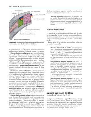 Vena intercostal
Arteria intercostal
Nervio intercostal
Músculo intercostal íntimo
Músculo intercostal interno
Músculo intercostal externo
Costilla
Surco costal
IGURA   Representación esquemática de los músculos
intercostales vistos desde el interior del tórax.
les que los limitan. En cada espacio intercostal existen tres
músculos intercostales: el externo, el interno y el íntimo.
El músculo intercostal externo salta entre el borde in-
ferior de la costilla superior del espacio intercostal al borde
superior de la costilla inferior. Sus fibras son oblicuas ha-
cia abajo y hacia delante y no ocupa la totalidad del espa-
cio intercostal. En el plano posterior se agota a nivel del
tubérculo costal. En el plano anterior se agota a nivel de
los cartílagos costales. En esta región es sustituido por una
lámina fibrosa, la membrana intercostal externa, de dis-
posición similar a la del músculo, pero carente de fibras
musculares.
El músculo intercostal interno (músculo intercostal
intermedio) es más profundo que el externo y se inserta
en los bordes de las costillas y cartílagos costales que deli-
mitan el espacio. Sus fibras son oblicuas hacia abajo y
hacia atrás, perpendiculares, por lo tanto, con respecto a
las del músculo intercostal externo. Al igual que los in-
tercostales externos, no ocupa la totalidad del espacio,
pero en este caso, el músculo se extiende desde el extre-
mo anterior, esternal, del espacio hasta el ángulo de las
costillas. Posteriormente, es sustituido por la membrana
intercostal interna que alcanza la zona del tubérculo
costal. Por detrás de la región del tubérculo costal, el
espacio intercostal está ocupado por el ligamento costo-
transverso superior.
El músculo intercostal íntimo (músculo intercostal in-
terno) tiene una disposición igual que el interno, pero sus
fibras se disponen más profundas y se separan de ellas por
el trayecto de los vasos y nervios intercostales. Su inserción
superior también es diferente, y en lugar de unirse al bor-
de inferior de la costilla superior, lo hace en el labio inter-
no del canal costal. En algunas descripciones clásicas sólo
se reconoce un músculo intercostal interno desdoblado en
dos hojas en su parte superior, entre las que discurre el
paquete vasculonervioso intercostal.
Músculos subcostales (infracostales). Se describen con
este nombre algunas fibras de desarrollo irregular que se
disponen profundas a las del intercostal interno, pero que
saltan entre varios espacios intercostales. La dirección de
las fibras y su inervación es igual a la de los intercostales
internos.
Función e inervación
La función de los músculos intercostales es, por un lado,
servir de pared al tórax y, por otro, intervenir en los mo-
vimientos respiratorios, tanto en la inspiración como en
la espiración (véase capítulo de Dinámica funcional del
tórax).
La inervación de los músculos intercostales se realiza por
los nervios intercostales.
Músculos elevadores de las costillas (músculos supracos-
tales). Son pequeñas láminas musculares de forma trian-
gular que se originan en el vértice de las apófisis transver-
sas (de 7.a
C a 11.a
T) y terminan en la proximidad del
tubérculo de la costilla inferior.
Al elevar las costillas intervienen en la inspiración, pero
son poco importantes. Se inervan por los nervios inter-
costales.
Músculo serrato posterior superior (Fig. 6-17). Es
una fina lámina muscular de muy poca importancia. Se
dispone en el plano posterior del tórax superficial con res-
pecto a los músculos de los canales vertebrales y profundo
con respecto al romboides y trapecio. Sus fibras se extien-
den desde las apófisis espinosas de la 7.a
cervical y prime-
ras torácicas hasta las costillas 2.a
a 5.a
, terminando late-
ralmente a los ángulos costales.
Se inerva por los nervios intercostales y es capaz de ele-
var las costillas en las que se inserta.
Músculo serrato posterior inferior (Fig. 6-17). Al
igual que el anterior, es una fina lámina muscular de poca
importancia. Se inserta en las apófisis espinosas de las úl-
timas vértebras torácica y primeras lumbares y termina en
la parte posterior de la últimas costillas.
Se inerva por los nervios intercostales vecinos y al con-
traerse es capaz de separar y descender las últimas costillas.
Músculo transverso del tórax
(triangular del esternón; Fig. 5-50)
Se dispone profundamente a la pared anterior del tórax y
su desarrollo presenta grandes diferencias entre personas.
Son fibras que se originan en la cara interna del cuerpo y
la apófisis xifoides del esternón extendiéndose oblicua-
mente en sentido lateral y superior, para terminar en la
cara interna de los cartílagos costales 2.o
al 6.o
.
 3ECCIØN ))) Aparato locomotor
 