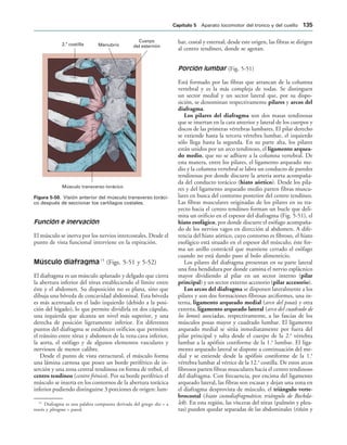 2. costilla
a
Manubrio
Cuerpo
del esternón
Músculo transverso torácico
IGURA   Visión anterior del músculo transverso toráci-
co después de seccionar los cartílagos costales.
Función e inervación
El músculo se inerva por los nervios intercostales. Desde el
punto de vista funcional interviene en la espiración.
Músculo diafragma15
(Figs. 5-51 y 5-52)
El diafragma es un músculo aplanado y delgado que cierra
la abertura inferior del tórax estableciendo el límite entre
éste y el abdomen. Su disposición no es plana, sino que
dibuja una bóveda de concavidad abdominal. Esta bóveda
es más acentuada en el lado izquierdo (debido a la posi-
ción del hígado), lo que permite dividirla en dos cúpulas,
una izquierda que alcanza un nivel más superior, y una
derecha de posición ligeramente inferior. En diferentes
puntos del diafragma se establecen orificios que permiten
el tránsito entre tórax y abdomen de la vena cava inferior,
la aorta, el esófago y de algunos elementos vasculares y
nerviosos de menor calibre.
Desde el punto de vista estructural, el músculo forma
una lámina carnosa que posee un borde periférico de in-
serción y una zona central tendinosa en forma de trébol, el
centro tendíneo (centro frénico). Por su borde periférico el
músculo se inserta en los contornos de la abertura torácica
inferior pudiendo distinguirse 3 porciones de origen: lum-
bar, costal y esternal; desde este origen, las fibras se dirigen
al centro tendíneo, donde se agotan.
Porción lumbar (Fig. 5-51)
Está formado por las fibras que arrancan de la columna
vertebral y es la más compleja de todas. Se distinguen
un sector medial y un sector lateral que, por su dispo-
sición, se denominan respectivamente pilares y arcos del
diafragma.
Los pilares del diafragma son dos masas tendinosas
que se insertan en la cara anterior y lateral de los cuerpos y
discos de las primeras vértebras lumbares. El pilar derecho
se extiende hasta la tercera vértebra lumbar, el izquierdo
sólo llega hasta la segunda. En su parte alta, los pilares
están unidos por un arco tendinoso, el ligamento arquea-
do medio, que no se adhiere a la columna vertebral. De
esta manera, entre los pilares, el ligamento arqueado me-
dio y la columna vertebral se labra un conducto de paredes
tendinosas por donde discurre la arteria aorta acompaña-
da del conducto torácico (hiato aórtico). Desde los pila-
res y del ligamento arqueado medio parten fibras muscu-
lares en busca del contorno posterior del centro tendíneo.
Las fibras musculares originadas de los pilares en su tra-
yecto hacia el centro tendíneo forman un bucle que deli-
mita un orificio en el espesor del diafragma (Fig. 5-51), el
hiato esofágico, por donde discurre el esófago acompaña-
do de los nervios vagos en dirección al abdomen. A dife-
rencia del hiato aórtico, cuyo contorno es fibroso, el hiato
esofágico está situado en el espesor del músculo; éste for-
ma un anillo contráctil que mantiene cerrado el esófago
cuando no está dando paso al bolo alimenticio.
Los pilares del diafragma presentan en su parte lateral
una fina hendidura por donde camina el nervio esplácnico
mayor dividiendo al pilar en un sector interno (pilar
principal) y un sector externo accesorio (pilar accesorio).
Los arcos del diafragma se disponen lateralmente a los
pilares y son dos formaciones fibrosas arciformes, una in-
terna, ligamento arqueado medial (arco del psoas) y otra
externa, ligamento arqueado lateral (arco del cuadrado de
los lomos) asociadas, respectivamente, a las fascias de los
músculos posas mayor y cuadrado lumbar. El ligamento
arqueado medial se sitúa inmediatamente por fuera del
pilar principal y salta desde el cuerpo de la 2.a
vértebra
lumbar a la apófisis costiforme de la 1.a
lumbar. El liga-
mento arqueado lateral se dispone a continuación del me-
dial y se extiende desde la apófisis costiforme de la 1.a
vértebra lumbar al vértice de la 12.a
costilla. De estos arcos
fibrosos parten fibras musculares hacia el centro tendinoso
del diafragma. Con frecuencia, por encima del ligamento
arqueado lateral, las fibras son escasas y dejan una zona en
el diafragma desprovista de músculo, el triángulo verte-
brocostal (hiato costodiafragmático; triángulo de Bockda-
lek). En esta región, las vísceras del tórax (pulmón y pleu-
ras) pueden quedar separadas de las abdominales (riñón y
15
Diafragma es una palabra compuesta derivada del griego dia = a
través y phragma = pared.
#APÓTULO  Aparato locomotor del tronco y del cuello 
 