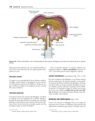Orificio de la vena
cava superior Centro tendinoso
Hiato esofágico
Ligamento arqueado
medio
Hiato aórtico
Pilar izquierdo
Pilar derecho
Ligamento arqueado medial
Ligamento arqueado lateral
Triángulo vertebrocostal
IGURA   Visión anteroinferior de la mitad posterior del músculo diafragma que ilustra las inserciones de su porción
lumbar.
celda perirrenal) solamente por una membrana fibrosa a
través de la cual infecciones de una región pueden trans-
mitirse a la otra.
Porción costal
Se origina en la cara profunda de las seis últimas costillas y
cartílagos costales donde se interdigitan con las insercio-
nes del músculo transverso del abdomen. Desde ese ori-
gen, las fibras se dirigen a los márgenes anterior y lateral
del centro tendinoso.
Porción esternal
Constituye la parte más anterior del diafragma. Las fibras
se originan en la cara profunda de la apófisis xifoides y
forman dos fascículos de fibras musculares que ascienden
paralelos en busca del sector más anterior del centro tendi-
noso. Entre los dos fascículos esternales queda una fina
hendidura media, el hiato de Marfan16
.
Entre el fascículo esternal y el costal se delimita una
pequeña hendidura, el hiato costoxifoideo (hiato de La-
rrey17
), por donde pasa la arteria epigástrica superior.
Centro tendinoso (centro frénico; Figs. 5-51 y 5-52)
El centro tendinoso del diafragma es una lámina fibrosa
de gran consistencia y de aspecto nacarado, en cuya perife-
ria se agotan las fibras musculares del diafragma. Su forma
es la de un trébol, en la que se pueden distinguir tres secto-
res o foliolos: anterior, derecho e izquierdo. Entre el folio-
lo derecho y el izquierdo se labra un orificio para el paso
de la vena cava caudal, el orificio de la vena cava infe-
rior. Rodeando este orificio hay haces fibrosos más mar-
cados (cintillas semicirculares).
Orificios del diafragma (Fig. 5-52)
Como se ha descrito, el diafragma forma un tabique de
separación entre el tórax y el abdomen, pero presenta una
organización anatómica que permite el tránsito entre las
16
Antonin Marfan, pedíatra francés (1858-1942). 17
Dominique J. Larrey, cirujano francés (1766-1842).
 3ECCIØN ))) Aparato locomotor
 