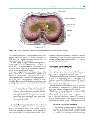 Arco costal
Centro tendinoso
Orificio vena
cara inferior
Esófago
Aorta
Cuerpo vertebral
IGURA   Visión superior del músculo diafragma tras seccionar transversalmente el tórax.
dos cavidades de órganos y formaciones vasculonerviosas.
Existen tres orificios mayores, el aórtico, el esofágico y el
de la vena cava, y hendiduras de paso de formaciones vas-
culares y nerviosas de menor calibre.
El hiato aórtico se dispone inmediatamente por delan-
te del cuerpo de la 12.a
vértebra torácica y da paso a la
arteria aorta y al conducto torácico. El contorno de este
orificio es fibroso por lo que las contracciones del diafrag-
ma no afectan al calibre de la arteria.
El hiato esofágico se dispone a la izquierda de la línea
media a nivel de la 10.a
vértebra torácica. Se sitúa en el
espesor de la parte carnosa del músculo, por lo que su
contorno es muscular. Da paso al esófago acompañado de
los nervios vagos y vasos sanguíneos esofágicos de peque-
ño calibre. La contracción del diafragma mantiene cerrado
el esófago salvo durante el tránsito del bolo alimenticio.
Entre el esófago y el diafragma se disponen una lá-
mina de tejido conectivo y fibras musculares lisas que
aseguran la fijación del esófago al contorno del orifi-
cio permitiendo un pequeño deslizamiento durante
los desplazamientos del diafragma. Con cierta fre-
cuencia, esta unión es deficiente, lo que puede causar
hernias diafragmáticas por deslizamiento de una parte
estómago hacia el tórax.
El orificio de la vena cava inferior se sitúa en el centro
tendinoso a la altura del disco entre las vértebras torácica
8.a
y 9.a
. Su contorno es fibroso y está adherido a la pared
de la vena. Además de la vena cava inferior, da paso a la
rama abdominal del nervio frénico derecho. Las contrac-
ciones del diafragma traccionan del contorno de este orifi-
cio dilatando la vena cava. Como consecuencia de este
efecto se produce una pequeña aspiración en la vena cava
que facilita el retorno venoso.
Funciones del diafragma
Además de su función como elemento separador entre el
tórax y el abdomen, el músculo diafragma desempeña un
papel activo en las siguientes funciones vitales:
Es un músculo fundamental en la respiración e intervie-
ne tanto en la inspiración como en la espiración (véase
Dinámica respiratoria). En los niños menores de dos años,
debido a la horizontalidad de las costillas, es de hecho el
único músculo de la respiración.
Interviene también el diafragma en todas las actividades
que requieren un incremento de la presión abdominal
(defecación, micción, parto, estornudo, vómito).
Finalmente, un aspecto funcional importante del dia-
fragma está ligado a facilitar la circulación al aumentar la
presión negativa en el tórax durante la respiración. Ade-
más, al contraerse, comprime el hígado facilitando el re-
torno de su sangre venosa hacia la cava. Por último, facili-
ta el drenaje del líquido pleural y del líquido peritoneal
Estructura y función del diafragma
En el ser humano el músculo diafragma está compuesto
principalmente de fibras blancas de contracción y fatiga
rápida, y de fibras mixtas de contracción rápida y resisten-
tes a la fatiga. En los animales de pequeño tamaño y gran
#APÓTULO  Aparato locomotor del tronco y del cuello 
 