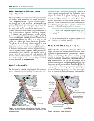 Músculo esterno-
cleidomastoideo
Esternón
Clavícula
IGURA   Visión lateral del cuello que ilustra la disposi-
ción del músculo esternocleidomastoideo. La clavícula ha
sido seccionada.
Hioides
Músculo omohioideo
(vientre superior)
Músculo esterno-
cleidomastoideo
Triángulo
omoclavicular
Músculo omohioideo
(vientre inferior)
Músculo
trapecio
Triángulo
occipital
IGURA   Visión lateral del cuello.
Músculo esternocleidomastoideo
(Figs. 5-55 y 5-57)
Es una gruesa banda muscular que asciende oblicuamente
por el cuello, desde el nivel de la articulación esternoclavi-
cular a la apófisis mastoides. Se origina por dos porciones,
una esternal, que es más superficial y arranca de la cara
anterior del manubrio del esternón, y una clavicular de
disposición algo más profunda, que lo hace de la cara supe-
rior del extremo interno de la clavícula. En su extremo su-
perior se inserta en la cara externa de la apófisis mastoides y
en la parte externa de la línea nucal superior del occipital.
El músculo resalta superficialmente a los lados del cue-
llo, por lo que constituye una referencia para dividir el
cuello en un triángulo anterior por delante del músculo y
un triángulo posterior por detrás. En la parte baja del
cuello, está cubierto por el músculo cutáneo del cuello.
Además, por la superficie del músculo, asciende la vena
yugular externa y caminan algunas ramas del plexo cervi-
cal (nervios auricular y cervical transverso). Profundamen-
te al esternocleidomastoideo se sitúan el plexo cervical y,
en la parte baja del cuello, el paquete vásculo-nervioso yú-
gulo-carotídeo (arteria carótida, vena yugular interna y
nervio vago). El punto medio del borde posterior del
músculo esternocleidomastoideo se corresponde con la
zona donde emergen las ramas cutáneas del plexo cervical
y recibe el nombre de punto nervioso.
Función e inervación
Las funciones del músculo son complejas. Si se contraen
ambos músculos, flexionan la cabeza. Si solamente se con-
trae uno de ellos, produce una inclinación lateral de la
cabeza. Además, participan es la fase final de los movi-
mientos de rotación de la cabeza. Debido a su trayecto
oblicuo, cuando se parte de una extensión inicial, el
músculo es también extensor de la cabeza. En los movi-
mientos respiratorios del tórax, cuando se requiere incre-
mentar la ventilación pulmonar, los esternocleidomastoi-
deos pueden intervenir como músculos inspiratorios
auxiliares produciendo una elevación del esternón.
Diversas causas patológicas pueden ocasionar con-
tracturas y espasmos del esternocleidomastoideo (tor-
tícolis).
El esternocleidomastoideo se inerva por el plexo cervi-
cal y por el nervio accesorio (espinal).
Músculos hioideos (Figs. 5-56 a 5-58)
El hueso hioides, situado entre la laringe y la base de la
lengua, está sujeto por una serie de músculos que se dispo-
nen unos hacia arriba uniéndole principalmente a la man-
díbula y otros hacia abajo que lo fijan al cartílago tiroides,
esternón y escápula. Estos grupos musculares reciben el
nombre de músculos suprahioideos y músculos infrahioi-
deos, respectivamente. Los músculos suprahioideos son el
milohioideo, genihioideo, estilohioideo y digástrico y se estu-
diarán en el capítulo correspondiente al suelo bucal (Cap. 8).
Los músculos infrahioideos son cuatro músculos finos y
acintados que discurren en dos planos por delante de las
vísceras del cuello (Figs. 5-56 y 5-58). En el plano super-
ficial se encuentran el esternohioideo y el omohioideo.
 3ECCIØN ))) Aparato locomotor
 