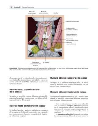 Músculo
omohioideo
Músculo
esternohioideo Hioides
Músculo tirohioideo
Línea oblicua
(cartílago tiroides)
Músculo esterno-
cleidomastoideo
Ligamento
cricotiroideo medio
Músculo
esternotiroideo
Ligamento
esternoclavicular
anterior
G. tiroides
IGURA   Representación esquemática de los músculos infrahioideos en una visión anterior del cuello. En el lado dere-
cho, los músculos esternohioideo y omohioideo han sido eliminados.
el sector cervical de los músculos de los sistemas interespi-
noso (músculos interespinosos cervicales) y transverso
espinal (músculo multífido cervical) de los músculos
vertebrales dorsales.
Músculo recto posterior mayor
de la cabeza
Se origina en la apófisis espinosa del axis y asciende obli-
cuamente hacia afuera para insertarse por debajo de la lí-
nea nucal inferior del occipital.
Músculo recto posterior de la cabeza
Es similar al anterior y se dispone medialmente respecto a
él. Se origina en el tubérculo posterior del atlas y asciende
para insertarse como el anterior por debajo de la línea nu-
cal inferior del occipital.
Músculo oblicuo superior de la cabeza
Se origina de la apófisis transversa del atlas y se inserta
como los anteriores en el occipital lateralmente con res-
pecto al recto posterior mayor.
Músculo oblicuo inferior de la cabeza
Se origina en la apófisis espinosa del axis y termina inser-
tándose en la apófisis transversa del atlas en el punto don-
de se origina el oblicuo superior.
Entre los músculos recto posterior mayor y los obli-
cuos se delimita el triángulo suboccipital (triángulo
nucal). En esta región camina la arteria vertebral antes
de atravesar la membrana occipitoatloidea y puede ser
comprimida por los músculos mencionados durante las
rotaciones.
La musculatura suboccipital comprende a los múscu-
los rectos posteriores y oblicuos de la cabeza junto a los
 3ECCIØN ))) Aparato locomotor
 