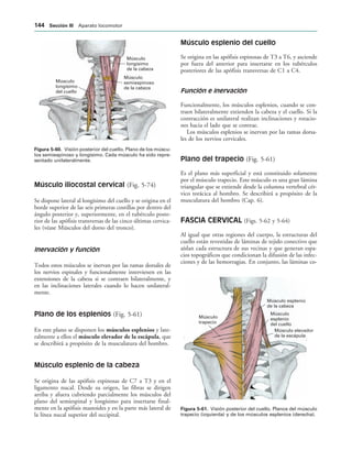 Músculo
longísimo
de la cabeza
Músculo
semiespinoso
de la cabeza
Músculo
longísimo
del cuello
IGURA   Visión posterior del cuello. Plano de los múscu-
los semiespinoso y longísimo. Cada músculo ha sido repre-
sentado unilateralmente.
Músculo esplenio
de la cabeza
Músculo
esplenio
del cuello
Músculo elevador
de la escápula
Músculo
trapecio
IGURA   Visión posterior del cuello. Planos del músculo
trapecio (izquierda) y de los músculos esplenios (derecha).
Músculo iliocostal cervical (Fig. 5-74)
Se dispone lateral al longísimo del cuello y se origina en el
borde superior de las seis primeras costillas por dentro del
ángulo posterior y, superiormente, en el tubérculo poste-
rior de las apófisis transversas de las cinco últimas cervica-
les (véase Músculos del dorso del tronco).
Inervación y función
Todos estos músculos se inervan por las ramas dorsales de
los nervios espinales y funcionalmente intervienen en las
extensiones de la cabeza si se contraen bilateralmente, y
en las inclinaciones laterales cuando lo hacen unilateral-
mente.
Plano de los esplenios (Fig. 5-61)
En este plano se disponen los músculos esplenios y late-
ralmente a ellos el músculo elevador de la escápula, que
se describirá a propósito de la musculatura del hombro.
Músculo esplenio de la cabeza
Se origina de las apófisis espinosas de C7 a T3 y en el
ligamento nucal. Desde su origen, las fibras se dirigen
arriba y afuera cubriendo parcialmente los músculos del
plano del semiespinal y longísimo para insertarse final-
mente en la apófisis mastoides y en la parte más lateral de
la línea nucal superior del occipital.
Músculo esplenio del cuello
Se origina en las apófisis espinosas de T3 a T6, y asciende
por fuera del anterior para insertarse en los tubérculos
posteriores de las apófisis transversas de C1 a C4.
Función e inervación
Funcionalmente, los músculos esplenios, cuando se con-
traen bilateralmente extienden la cabeza y el cuello. Si la
contracción es unilateral realizan inclinaciones y rotacio-
nes hacia el lado que se contrae.
Los músculos esplenios se inervan por las ramas dorsa-
les de los nervios cervicales.
Plano del trapecio (Fig. 5-61)
Es el plano más superficial y está constituido solamente
por el músculo trapecio. Este músculo es una gran lámina
triangular que se extiende desde la columna vertebral cér-
vico torácica al hombro. Se describirá a propósito de la
musculatura del hombro (Cap. 6).
FASCIA CERVICAL (Figs. 5-62 y 5-64)
Al igual que otras regiones del cuerpo, la estructuras del
cuello están revestidas de láminas de tejido conectivo que
aíslan cada estructura de sus vecinas y que generan espa-
cios topográficos que condicionan la difusión de las infec-
ciones y de las hemorragias. En conjunto, las láminas co-
 3ECCIØN ))) Aparato locomotor
 