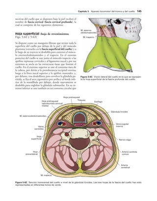 M. esterno-
cleidomastoideo
M. trapecio
IGURA   Visión lateral del cuello en la que se represen-
ta la hoja superficial de la fascia profunda del cuello.
Arteria
vertebral
Arteria carótida
común
Nervio vago
Vena yugular
interna
Glándula tiroides
Esófago
Tráquea
Hoja pretraqueal
Hoja pretraqueal
(aponeurosis cervical
media)
M. esternocleidomastoideo
Vaina
carotídea
Hoja
superficial
Hoja
prevertebral
M. trapecio
IGURA   Sección transversal del cuello a nivel de la glándula tiroides. Las tres hojas de la fascia del cuello han sido
representadas en diferentes tonos de verde.
nectivas del cuello que se disponen bajo la piel reciben el
nombre de fascia cervical (fascia cervical profunda), la
cual se compone de los siguientes elementos:
Hoja superficial (hoja de revestimiento;
Figs. 5-62 y 5-63)
Se dispone como un manguito fibroso que reviste toda la
superficie del cuello por debajo de la piel y del músculo
plastisma (envuelto en la fascia superficial del cuello) y a
lo largo de su trayecto se desdobla para contener el múscu-
lo esternocleidomastoideo y el trapecio. En el extremo
posterior del cuello se une junto al músculo trapecio a las
apófisis espinosas cervicales y al ligamento nucal y por sus
extremos se ancla en las estructuras óseas que limitan el
cuello. En el extremo superior se une al contorno óseo de
la cabeza, por detrás a la protuberancia occipital externa,
luego a la línea nucal superior y la apófisis mastoides, y,
por delante, tras desdoblarse para envolver la glándula pa-
rótida, se fija al arco cigomático por arriba y al borde infe-
rior de la mandíbula por debajo, donde nuevamente se
desdobla para englobar la glándula submaxilar. En su ex-
tremo inferior se une también en un contorno circular que
#APÓTULO  Aparato locomotor del tronco y del cuello 
 