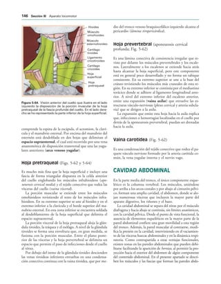 Hioides
Músculo
omohioideo
Músculo
esternohioideo
Cartílago
tiroides
Ligamento
cricotiroideo
Cartílago
cricoides
Hoja
superficial
Hoja
pretraqueal
IGURA   Visión anterior del cuello que ilustra en el lado
izquierdo la disposición de la porción muscular de la hoja
pretraqueal de la fascia profunda del cuello. En el lado dere-
cho se ha representado la parte inferior de la hoja superficial.
comprende la espina de la escápula, el acromion, la claví-
cula y el manubrio esternal. Por encima del manubrio del
esternón está desdoblada en dos hojas que delimitan el
espacio supraesternal, el cual está recorrido por una vena
anastomótica de disposición transversal que una las yugu-
lares anteriores (arco venoso yugular).
Hoja pretraqueal (Figs. 5-62 y 5-64)
Es mucho más fina que la hoja superficial e incluye una
fascia de forma triangular dispuesta en la celda anterior
del cuello englobando los músculos infrahioideos (apo-
neurosis cervical media) y el tejido conectivo que rodea las
vísceras del cuello (vaina visceral).
La porción muscular se extiende entre los músculos
omohioideos revistiendo el resto de los músculos infra-
hioideos. En su extremo superior se une al hioides y en el
extremo inferior a la clavícula y el borde superior del ma-
nubrio esternal. En esta zona inferior se encuentra soldada
al desdoblamiento de la hoja superficial que delimita el
espacio supraesternal.
La porción visceral de la hoja pretraqueal aloja la glán-
dula tiroides, la tráquea y el esófago. A nivel de la glándula
tiroides se forma una envoltura que, en gran medida, se
fusiona con la porción muscular. Entre el plano poste-
rior de las vísceras y la hoja prevertebral se delimita un
espacio que permite el paso de infecciones desde el cuello
al tórax.
Por debajo del istmo de la glándula tiroides descienden
las venas tiroideas inferiores envueltas en una condensa-
ción conectiva continua con la vaina tiroidea, que por me-
dio del tronco venoso braquiocefálico izquierdo alcanza el
pericardio (lámina tiropericárdica).
Hoja prevertebral (aponeurosis cervical
profunda; Fig. 5-62)
Es una lámina conectiva de consistencia irregular que re-
viste por delante los músculos prevertebrales y los escale-
nos. Lateralmente a los escalenos se extiende hacia atrás
hasta alcanzar la hoja superficial, pero este componente
está en general poco desarrollado y no forma un tabique
consistente. En su extremo superior se une a la base del
cráneo revistiendo los músculos más craneales de esta re-
gión. En su extremo inferior se continúa por el mediastino
torácico donde se adhiere al ligamento longitudinal ante-
rior. A nivel del extremo inferior del escaleno anterior,
emite una expansión (vaina axilar) que envuelve las es-
tructuras vásculo-nerviosas (plexo cervical y arteria subcla-
via) que se dirigen a la axila.
La expansión que emite esta hoja hacia la axila explica
que, infecciones o hemorragias localizadas en el cuello por
detrás de la aponeurosis prevertebral, puedan ser drenadas
hacia la axila.
Vaina carotídea (Fig. 5-62)
Es una condensación del tejido conectivo que rodea el pa-
quete vásculo nervioso formado por la arteria carótida co-
mún, la vena yugular interna y el nervio vago.
CAVIDAD ABDOMINAL
En la parte media del tronco, el único componente esque-
lético es la columna vertebral. Los músculos, uniéndose
por arriba a los arcos costales y por abajo al cinturón pélvi-
co, forman una amplia cavidad, el abdomen, donde se alo-
jan numerosas vísceras que incluyen la mayor parte del
aparato digestivo, los riñones y el bazo.
La cavidad abdominal se separa del tórax por el músculo
diafragma y hacia abajo se continúa, sin límites anatómicos,
con la cavidad pélvica. Desde el punto de vista funcional, la
ausencia de elementos esqueléticos en la mayor parte de la
pared abdominal confiere una gran movilidad a esta región
del tronco. Además, la pared muscular al contraerse, modi-
fica la presión en la cavidad, interviniendo en el vaciamien-
to de las vísceras huecas abdominales y en la dinámica respi-
ratoria. Como contrapartida a estas ventajas funcionales,
existen zonas en las paredes abdominales que pueden debi-
litarse facilitando la aparición de hernias, al permitir la pro-
yección hacia el exterior del abdomen de algún componente
del contenido abdominal. En el presente apartado se descri-
ben los músculos y las fascias que forman las paredes abdo-
 3ECCIØN ))) Aparato locomotor
 