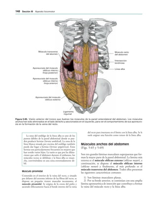 Músculo recto
del abdomen
Intersección
tendinosa
Línea alba
Músculo transverso
del abomen
Aponeurosis del músculo
oblicuo interno
(hoja posterior)
Aponeurosis del músculo
oblicuo interno
(hoja anterior)
Aponeurosis del músculo
oblicuo externo
Ligamento
inguinal
IGURA   Visión anterior del tronco que ilustran los músculos de la pared anterolateral del abdomen. Los músculos
anchos han sido eliminados en el lado derecho y seccionados en el izquierdo, para ver el comportamiento de sus aponeuro-
sis en la formación de la vaina del recto.
La zona del ombligo de la línea alba es uno de los
puntos débiles de la pared abdominal donde se pue-
den producir hernias (hernia umbilical). La zona de la
línea blanca situada por encima del ombligo también
puede dar lugar a hernias (hernias epigástricas). Estas
hernias son particularmente frecuentes en mujeres que
han tenido varios hijos. La razón es que por las dilata-
ciones que sufre el abdomen durante el embarazo, los
músculos rectos se debilitan y la línea alba se ensan-
cha, convirtiéndose en una zona extremadamente dé-
bil.
Músculo piramidal
Contenido en el interior de la vaina del recto, y situado
por delante del extremo inferior de las fibras del recto, se
dispone un pequeño vientre muscular inconstante, el
músculo piramidal. Se origina de la cresta del pubis y
asciende oblicuamente hacia el borde interno del la vaina
del recto para insertarse en el límite con la línea alba. Se le
suele asignar una función como tensor de la línea alba.
Músculos anchos del abdomen
(Figs. 5-65 y 5-69)
Son tres grandes láminas musculares superpuestas que for-
man la mayor parte de la pared abdominal. La lámina más
externa es el músculo oblicuo externo (oblicuo mayor), a
continuación, se dispone el músculo oblicuo interno
(oblicuo menor) y finalmente, el más profundo es el
músculo transverso del abdomen. Todos ellos presentan
las siguientes características comunes:
1) Son láminas musculares planas.
2) Por su borde anterior, se continúan con una amplia
lámina aponeurótica de inserción que contribuye a formar
la vaina del músculo recto y la línea alba.
 3ECCIØN ))) Aparato locomotor
 