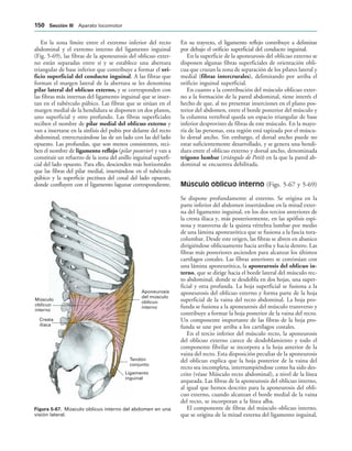 Aponeurosis
del músculo
oblicuo
interno
Ligamento
inguinal
Músculo
oblicuo
interno
Cresta
ilíaca
Tendón
conjunto
IGURA   Músculo oblicuo interno del abdomen en una
visión lateral.
En la zona límite entre el extremo inferior del recto
abdominal y el extremo interno del ligamento inguinal
(Fig. 5-69), las fibras de la aponeurosis del oblicuo exter-
no están separadas entre sí y se establece una abertura
triangular de base inferior que contribuye a formar el ori-
ficio superficial del conducto inguinal. A las fibras que
forman el margen lateral de la abertura se les denomina
pilar lateral del oblicuo externo, y se corresponden con
las fibras más internas del ligamento inguinal que se inser-
tan en el tubérculo púbico. Las fibras que se sitúan en el
margen medial de la hendidura se disponen en dos planos,
uno superficial y otro profundo. Las fibras superficiales
reciben el nombre de pilar medial del oblicuo externo y
van a insertarse en la sínfisis del pubis por delante del recto
abdominal, entrecruzándose las de un lado con las del lado
opuesto. Las profundas, que son menos consistentes, reci-
ben el nombre de ligamento reflejo (pilar posterior) y van a
constituir un refuerzo de la zona del anillo inguinal superfi-
cial del lado opuesto. Para ello, descienden más horizontales
que las fibras del pilar medial, insertándose en el tubérculo
púbico y la superficie pectínea del coxal del lado opuesto,
donde confluyen con el ligamento lagunar correspondiente.
En su trayecto, el ligamento reflejo contribuye a delimitar
por debajo el orificio superficial del conducto inguinal.
En la superficie de la aponeurosis del oblicuo externo se
disponen algunas fibras superficiales de orientación obli-
cua que cruzan la zona de separación de los pilares lateral y
medial (fibras intercrurales), delimitando por arriba el
orificio inguinal superficial.
En cuanto a la contribución del músculo oblicuo exter-
no a la formación de la pared abdominal, tiene interés el
hecho de que, al no presentar inserciones en el plano pos-
terior del abdomen, entre el borde posterior del músculo y
la columna vertebral queda un espacio triangular de base
inferior desprovisto de fibras de este músculo. En la mayo-
ría de las personas, esta región está tapizada por el múscu-
lo dorsal ancho. Sin embargo, el dorsal ancho puede no
estar suficientemente desarrollado, y se genera una hendi-
dura entre el oblicuo externo y dorsal ancho, denominada
trígono lumbar (triángulo de Petit) en la que la pared ab-
dominal se encuentra debilitada.
Músculo oblicuo interno (Figs. 5-67 y 5-69)
Se dispone profundamente al externo. Se origina en la
parte inferior del abdomen insertándose en la mitad exter-
na del ligamento inguinal, en los dos tercios anteriores de
la cresta ilíaca y, más posteriormente, en las apófisis espi-
nosa y transversa de la quinta vértebra lumbar por medio
de una lámina aponeurótica que se fusiona a la fascia tora-
columbar. Desde este origen, las fibras se abren en abanico
dirigiéndose oblicuamente hacia arriba y hacia dentro. Las
fibras más posteriores ascienden para alcanzar los últimos
cartílagos costales. Las fibras anteriores se continúan con
una lámina aponeurótica, la aponeurosis del oblicuo in-
terno, que se dirige hacia el borde lateral del músculo rec-
to abdominal, donde se desdobla en dos hojas, una super-
ficial y otra profunda. La hoja superficial se fusiona a la
aponeurosis del oblicuo externo y forma parte de la hoja
superficial de la vaina del recto abdominal. La hoja pro-
funda se fusiona a la aponeurosis del músculo transverso y
contribuye a formar la hoja posterior de la vaina del recto.
Un componente importante de las fibras de la hoja pro-
funda se une por arriba a los cartílagos costales.
En el tercio inferior del músculo recto, la aponeurosis
del oblicuo externo carece de desdoblamiento y todo el
componente fibrilar se incorpora a la hoja anterior de la
vaina del recto. Esta disposición peculiar de la aponeurosis
del oblicuo explica que la hoja posterior de la vaina del
recto sea incompleta, interrumpiéndose como ha sido des-
crito (véase Músculo recto abdominal), a nivel de la línea
arqueada. Las fibras de la aponeurosis del oblicuo interno,
al igual que hemos descrito para la aponeurosis del obli-
cuo externo, cuando alcanzan el borde medial de la vaina
del recto, se incorporan a la línea alba.
El componente de fibras del músculo oblicuo interno,
que se origina de la mitad externa del ligamento inguinal,
 3ECCIØN ))) Aparato locomotor
 