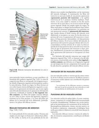 Ligamento
inguinal
Cresta
ilíaca
Tendón
conjunto
Aponeurosis
anterior del
músculo
transverso
Músculo
transverso
del abdomen
Aponeurosis
posterior del
músculo
transverso
IGURA   Músculo transverso del abdomen en una vi-
sión lateral.
tiene particular interés anatómico, ya que contribuye a la
formación del conducto inguinal (Fig. 5-69). La zona de
origen de estas fibras se corresponde con la laguna muscu-
lar, donde el ligamento inguinal está íntimamente unido a
la vaina del psoas. Desde ese origen, las fibras forman un
arco sobre la parte interna del ligamento inguinal y se con-
tinúan con la aponeurosis de inserción, que en esta región
está reforzada dorsalmente por la aponeurosis del músculo
transverso, recibiendo el nombre de hoz inguinal (ten-
dón conjunto). Las fibras del tendón conjunto dibujan
un arco sobre la parte interna del ligamento inguinal y
terminan en la cresta pectínea, y la cresta del pubis por
delante de la inserción del recto abdominal, profunda-
mente a los pilares del oblicuo externo.
Músculo transverso del abdomen
(Figs. 5-68 y 5-69)
Es el más profundo de los músculos anchos. Presenta una
amplia zona de origen en forma de C abierta hacia delan-
te. Por arriba, se inserta en la cara profunda de los seis
últimos arcos costales interdigitándose con las inserciones
del músculo diafragma. A continuación, las fibras del
transverso se unen por medio de una potente aponeurosis
(aponeurosis posterior del transverso) a las apófisis
transversas de las 4 primeras vértebras lumbares. Final-
mente, en la zona caudal se insertan en los dos tercios
anteriores de la cresta ilíaca y en el tercio externo del liga-
mento inguinal. Desde esta amplia región de origen, las
fibras musculares se dirigen horizontalmente hacia delan-
te, a modo de cinturones superpuestos, y se continúan con
una aponeurosis anterior, la aponeurosis del transverso,
que cuando alcanza el borde externo del músculo recto
abdominal, se incorpora a su vaina. En los dos tercios su-
periores del recto, la aponeurosis del transverso se incor-
pora a la hoja posterior, fusionándose a la hoja posterior
del oblicuo interno. En el tercio inferior del músculo, la
aponeurosis del transverso pasa por delante del recto in-
corporándose a la hoja anterior de su vaina. La línea ar-
queada de la hoja posterior de la vaina del recto marca la
zona en que la aponeurosis del transverso se hace ante-
rior. Medialmente al músculo recto abdominal, las fibras
de la aponeurosis del transverso se incorporan a la línea
alba.
Los fascículos del músculo transverso que surgen del
ligamento inguinal (Fig. 5-69), se fusionan a los del obli-
cuo interno constituyendo entre ambos la hoz inguinal o
tendón conjunto, que delimita con el ligamento inguinal
un ojal desprovisto de este componente de la pared, que
ha sido descrito a propósito del músculo oblicuo interno.
Inervación de los músculos anchos
Los tres músculos anchos se inervan por las ramas ventra-
les de los 6 últimos nervios torácicos. El oblicuo interno y
el transverso reciben además una contribución del primer
nervio lumbar.
Los territorios de los diferentes nervios se entremez-
clan, por lo que las secciones de estos músculos no suele
crear problemas de debilitamiento de la pared.
Funciones de los músculos anchos
Los músculos anchos de ambos lados, al actuar conjunta-
mente, comprimen la cavidad abdominal incrementando
la presión intraabdominal. Mediante esta acción partici-
pan en los movimientos de vaciamiento de las vísceras ab-
dominopélvicas (defecación, vómito, micción, parto) y en
la dinámica respiratoria, empujando al diafragma hacia
arriba para reducir el diámetro vertical del tórax durante la
espiración.
Los músculos oblicuos externo e interno de ambos la-
dos, al contraerse conjuntamente, contribuyen a la flexión
del tronco.
#APÓTULO  Aparato locomotor del tronco y del cuello 
 