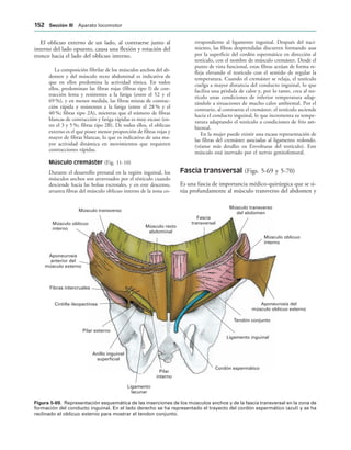 Fascia
transversal
Pilar externo
Aponeurosis
anterior del
músculo externo
Cintilla ileopectínea
Fibras intercruales
Músculo transverso
Músculo oblicuo
interno
Anillo inguinal
superficial
Ligamento
lacunar
Pilar
interno
Ligamento inguinal
Tendón conjunto
Aponeurosis del
músculo oblicuo externo
Músculo oblicuo
interno
Músculo transverso
del abdomen
Músculo recto
abdominal
Cordón espermático
IGURA   Representación esquemática de las inserciones de los músculos anchos y de la fascia transversal en la zona de
formación del conducto inguinal. En el lado derecho se ha representado el trayecto del cordón espermático (azul) y se ha
reclinado el oblicuo externo para mostrar el tendon conjunto.
El oblicuo externo de un lado, al contraerse junto al
interno del lado opuesto, causa una flexión y rotación del
tronco hacia el lado del oblicuo interno.
La composición fibrilar de los músculos anchos del ab-
domen y del músculo recto abdominal es indicativa de
que en ellos predomina la actividad tónica. En todos
ellos, predominan las fibras rojas (fibras tipo I) de con-
tracción lenta y resistentes a la fatiga (entre el 52 y el
69 %), y en menor medida, las fibras mixtas de contrac-
ción rápida y resistentes a la fatiga (entre el 28 % y el
40 %; fibras tipo 2A), mientras que el número de fibras
blancas de contracción y fatiga rápidas es muy escaso (en-
tre el 3 y 5 %; fibras tipo 2B). De todos ellos, el oblicuo
externo es el que posee menor proporción de fibras rojas y
mayor de fibras blancas, lo que es indicativo de una ma-
yor actividad dinámica en movimientos que requieren
contracciones rápidas.
Músculo cremáster (Fig. 11-10)
Durante el desarrollo prenatal en la región inguinal, los
músculos anchos son atravesados por el tésticulo cuando
desciende hacia las bolsas escrotales, y en este descenso,
arrastra fibras del músculo oblicuo interno de la zona co-
rrespondiente al ligamento inguinal. Después del naci-
miento, las fibras desprendidas discurren formando asas
por la superficie del cordón espermático en dirección al
testículo, con el nombre de músculo cremáster. Desde el
punto de vista funcional, estas fibras actúan de forma re-
fleja elevando el testículo con el sentido de regular la
temperatura. Cuando el cremáster se relaja, el testículo
cuelga a mayor distancia del conducto inguinal, lo que
facilita una pérdida de calor y, por lo tanto, crea al tes-
tículo unas condiciones de inferior temperatura adap-
tándole a situaciones de mucho calor ambiental. Por el
contrario, al contraerse el cremáster, el testículo asciende
hacia el conducto inguinal, lo que incrementa su tempe-
ratura adaptando el testículo a condiciones de frío am-
biental.
En la mujer puede existir una escasa representación de
las fibras del cremáster asociadas al ligamento redondo.
(véanse más detalles en Envolturas del testículo). Este
músculo está inervado por el nervio genitofemoral.
Fascia transversal (Figs. 5-69 y 5-70)
Es una fascia de importancia médico-quirúrgica que se si-
túa profundamente al músculo transverso del abdomen y
 3ECCIØN ))) Aparato locomotor
 