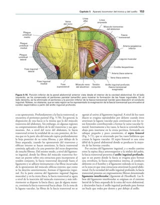 Vaina
del recto
Línea
alba Línea
arqueada
Músculo transverso
del abdomen
Fascia
transversal
Arteria epigástrica
inferior
Laguna muscular
Cintilla ileopectínea
Arteria ilíaca externa
Vena ilíaca externa
Anillo inguinal profundo
(fascia transversal
evaginada)
Tendón
conjunto
Músculo recto
del abodmen
Fosa
supravesical
Fosa inguinal
medial
Fosa inguinal
lateral
Pliegue
umbilical
lateral
Pliegue
umbilical
medial
Pliegue
umbilical
medio
IGURA   Porción inferior de la pared abdominal anterior vista desde el interior de la cavidad abdominal. En el lado
izquierdo, se ha conservado el peritoneo parietal (amarillo) para mostrar la formación de las fosas inguinales. En el
lado derecho, se ha eliminado el peritoneo y la porción inferior de la fascia transversal (verde) para descubrir el conducto
inguinal. Nótese, no obstante, que en esta región se ha representado la evaginación de la fascia transversal que envuelve al
cordón espermático a partir del anillo inguinal profundo.
a sus aponeurosis. Profundamente a la fascia transversal, se
encuentra el peritoneo parietal (Fig. 5-70). En general, la
disposición de esta fascia es la misma que la del músculo
transverso del abdomen. Sin embargo, en algunas regiones
su comportamiento difiere de la del transverso y sus apo-
neurosis. Así, a nivel del recto del abdomen, la fascia
transversal reviste la totalidad de su cara posterior, de for-
ma que en la parte alta del músculo tapiza profundamente
la hoja posterior de su vaina fibrosa, y por debajo de la
línea arqueada, cuando las aponeurosis del transverso y
oblicuo interno se hacen anteriores, la fascia transversal
continúa aplicada a la cara posterior del recto desprovista
de estuche fibroso. Del mismo modo, a nivel del ligamen-
to inguinal, donde las fibras del músculo transverso for-
man un puente sobre esta estructura para incorporarse al
tendón conjunto, la fascia transversal desciende hasta el
ligamento y se adhiere íntimamente a las fibras incurvadas
de la aponeurosis del músculo oblicuo externo, que como
se ha descrito anteriormente, forman el ligamento ingui-
nal. En la parte externa del ligamento inguinal (laguna
muscular) y en la cresta ilíaca, la fascia transversal se agota
a nivel de la inserción del músculo transverso y más infe-
riormente se dispone la fascia ilíaca, que de alguna mane-
ra, continúa la fascia transversal hacia abajo. En la zona de
la laguna vascular, las fibras de la fascia transversal no se
agotan al unirse al ligamento inguinal. A nivel de los vasos
ilíacos se evagina tapizándolos por delante cuando éstos
atraviesan la laguna vascular para continuarse con los va-
sos femorales contribuyendo a formar la vaina vascular fe-
moral. Internamente a los vasos, la fascia se extiende hacia
abajo para insertarse en la cresta pectínea, formando un
tabique pequeño y poco consistente, el septo femoral
(Fig. 5-71), que es atravesado por los vasos linfáticos que
cruzan la laguna vascular. El septo femoral es una zona
débil de la pared abdominal donde se producen la mayo-
ría de las hernias crurales.
Por encima del ligamento inguinal, y a medio camino
entre la espina ilíaca anterosuperior y la sínfisis del pubis,
la fascia transversal presenta el anillo inguinal profundo,
que es un punto donde la fascia se evagina para formar
una envoltura, la fascia espermática interna, al conducto
deferente en el hombre y al ligamento redondo en la mujer,
en la zona en que estas estructuras atraviesan la pared abdo-
minal. En la vecindad del anillo inguinal profundo, la fascia
transversal presenta un engrosamiento fibroso denominado
ligamento interfoveolar (ligamento de Hesselbach). Las fi-
bras del ligamento interfoveolar se originan en el extremo
lateral de la línea arqueada de la vaina del recto abdominal,
y descienden hacia el anillo inguinal profundo para formar
un bucle que rodea por dentro y por debajo al anillo.
#APÓTULO  Aparato locomotor del tronco y del cuello 
 