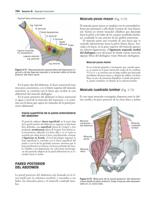Pubis
Septo
femoral
V. femoral
A. femoral
Tracto ileopectíneo
N. femoral
Lig. inguinal
Espinal ilíaca anterosuperior
Laguna muscular
(m. psoasilíaco)
Laguna vascular
Lig. pectíneo
Lig. lacunar
IGURA   Representación esquemática del ligamento in-
guinal y de las lagunas vascular y muscular sobre el borde
anterior del ilíaco (gris).
Músculo
cuadrado
lumbar
Músculo
transverso
del abdomen
Músculo
psoas
Músculo
ilíaco
IGURA   Músculos de la pared posterior del abdomen
vistos desde el plano anterior. Cada músculo está represen-
tado en un único lado.
En la parte alta del abdomen, la fascia transversal tiene
muy poca consistencia, y en el límite superior del músculo
transverso, se continúa con la fascia que recubre la cara
abdominal del músculo diafragma.
En la parte posterior del abdomen la fascia transversal
se agota a nivel de la inserción del transverso, y se conti-
núa con la fascia que tapiza los músculos de la pared pos-
terior abdominal.
Fascia superficial de la pared anterolateral
del abdomen
El panículo adiposo (fascia superficial) en la parte baja
de la pared anterior del abdomen se organiza en dos hojas
bien definidas, una superficial (fascia de Camper) y otra
profunda, membranosa (fascia de Scarpa). Esta última es-
tá fuertemente adherida a la línea alba y en el varón se
extiende por abajo hacia el pene contribuyendo a formar
el ligamento en fronda. A nivel del pliegue inguinal, la
hoja superficial se continúa con la fascia superficial del
muslo y con la de los genitales externos, mientras que la
hoja membranosa se fusiona a la fascia profunda del mus-
lo. Debido a esta disposición, las colecciones hemorrági-
cas del panículo adiposo de la pared abdominal no se ex-
tienden hacia el muslo.
PARED POSTERIOR
DEL ABDOMEN
La pared posterior del abdomen está formada en la lí-
nea media por la columna vertebral, y asociados a sus
lados, los músculos psoas y el músculo cuadrado lum-
bar.
Músculo psoas mayor (Fig. 5-72)
El músculo psoas mayor se estudiará con la extremidad in-
ferior por pertenecer a ella desde el punto de vista funcio-
nal. Forma un vientre muscular cilíndrico que desciende
hacia la pelvis a los lados de los cuerpos vertebrales lumba-
res, ocultando la cara anterior de las apófisis transversas.
El músculo psoas está revestido de una fascia que se
extiende inferiormente hacia la pelvis (fascia ilíaca). Aso-
ciado a la fascia, en la parte superior del músculo aparece
un refuerzo ligamentoso, el ligamento arqueado medial
del diafragma (arco del psoas) de donde toman inserción
algunas fibras del diafragma (véase Músculo diafragma).
Músculo psoas menor
Es un músculo pequeño e inconstante que, cuando apare-
ce, se inserta en la parte lateral del cuerpo de las vértebras
T12 y L1, y se continúa con un largo tendón que desciende
por delante del psoas mayor y, después de soldarse a la fascia
ilíaca, se une a la eminencia iliopúbica. Cuando está presen-
te, puede contribuir a la flexión de la columna lumbar.
Músculo cuadrado lumbar (Fig. 5-72)
Es una masa muscular rectangular dispuesta entre la últi-
ma costilla y la parte posterior de la cresta ilíaca a ambos
 3ECCIØN ))) Aparato locomotor
 