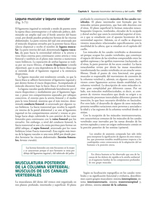 Laguna muscular y laguna vascular
(Fig. 5-71)
El ligamento inguinal se extiende a modo de puente entre
la espina ilíaca anterosuperior y el tubérculo púbico, deli-
mitando un amplio ojal con el borde anterior del hueso
coxal, por donde pueden producirse hernias de las vísceras
abdominales. La parte externa del ojal está atravesada por
el músculo iliopsoas envuelto por la potente fascia ilíaca
(fascia iliopsoica) y recibe el nombre de laguna muscu-
lar. La parte interna del ojal, denominada laguna vascu-
lar, da paso hacia la extremidad inferior a la arteria y
vena ilíaca externa para continuarse como arteria y vena
femoral y también en el plano más interno a numerosos
vasos linfáticos. La separación de ambas lagunas se reali-
za por un tracto fibroso, el tracto iliopectíneo (cintilla
ilípectínea), que es una dependencia de la fascia ilíaca que
se extiende desde el ligamento inguinal a la eminencia
iliopectínea.
La laguna muscular está totalmente cerrada, ya que la
fascia ilíaca se adhiere fuertemente al ligamento inguinal y
por dentro forma el tracto iliopectíneo. Acompañando al
músculo discurren bajo la fascia ilíaca el nervio femoral.
La laguna vascular queda delimitada lateralmente por el
tracto iliopectíneo y medialmente por el ligamento lagu-
nar, y posee tres compartimentos separados por tabiques
conectivos, el externo para la arteria femoral y el medio
para la vena femoral, mientras que el más interno, deno-
minado conducto femoral, es atravesado por algunos va-
sos linfáticos. La fascia transversal que recubre la superfi-
cie interna de la pared abdominal y se une al ligamento
inguinal en los compartimentos arterial y venoso se pro-
longa hacia abajo cubriendo la cara anterior de los vasos
femorales para continuarse con la vaina femoral que los
envuelve. Sin embargo, a nivel del conducto femoral, la
fascia transversal se une a la cresta pectínea para formar un
débil tabique, el septo femoral, atravesado por los vasos
linfáticos (véase Fascia transversal). Esta región más inter-
na de la laguna vascular es una zona débil por donde pue-
den herniarse las vísceras abdominales (hernias femora-
les; hernias crurales).
Las hernias femorales son más frecuentes en la mujer
y se caracterizan porque el saco herniario se sitúa por
debajo del ligamento inguinal y del tubérculo del pubis.
MUSCULATURA POSTERIOR
DE LA COLUMNA VERTEBRAL:
MÚSCULOS DE LOS CANALES
VERTEBRALES
La musculatura del dorso del tronco está organizada en
tres planos: profundo, intermedio y superficial. El plano
profundo lo constituyen los músculos de los canales ver-
tebrales. El plano intermedio está formado por los
músculos serratos posteriores, que han sido descritos con
el tórax. El plano superficial lo forman músculos toraco-
braquiales (trapecio, romboides, elevador de la escápula
y dorsal ancho) que unen la extremidad superior al tron-
co y que se estudiarán con el aparato locomotor de la
extremidad superior. Además, en el cuello se disponen
vientres musculares relacionados especifícamente con la
motilidad de la cabeza, que se estudian en el capítulo del
cuello.
Los músculos de los canales vertebrales se denominan
así porque ocupan los canales vertebrales, que constituye
el espacio del dorso de las vértebras comprendido entre las
apófisis espinosas y las apófisis transversas (incluyendo, en
el tórax, la parte posterior de los arcos costales). La fascia
toracolumbar reviste por detrás las masas musculares
transformando los canales vertebrales en un estuche osteo-
fibroso. Desde el punto de vista funcional, este grupo
muscular es responsable del movimiento de extensión de
la columna vertebral y, además, en algunos casos, inter-
vienen como ligamentos activos dando estabilidad a la
columna vertebral. La descripción de estos músculos re-
viste gran complejidad por diferentes causas. Por un
lado, son músculos multifasciculados, es decir, se com-
ponen de vientres musculares que desde su origen a su
terminación presentan intercalados diferentes puntos de
inserción, lo que hace necesario dividirlos en fascículos.
Por otro lado, el desarrollo de alguno de estos músculos
presenta notables variaciones entre personas y asociadas a
la edad y a las regiones de la columna vertebral donde se
sitúan.
Con la excepción de los músculos intertransversarios,
son características comunes de los músculos de los canales
vertebrales estar inervados por las ramas dorsales de los
nervios espinales y tener un origen embrionario común en
la porción posterior de los somitas (epímero).
Los estudios de anatomía comparada han sido útiles
para interpretar la significación de algunos de estos múscu-
los, que presentan notables modificaciones respecto a los
cuadrúpedos como consecuencia de la adaptación del ser
humano a la posición erecta.
En clínica humana se ha observado que una de las
causas de los dolores de espalda es la atrofia unilateral
en el segmento lumbar de los componentes profundos
de este grupo muscular.
Según su localización topográfica en los canales verte-
brales y su significación funcional y evolutiva, describire-
mos cuatro grupos musculares: sistema interespinoso, sis-
tema intertransversario, sistema transversoespinal y,
por último, sistema erector de la columna.
#APÓTULO  Aparato locomotor del tronco y del cuello 
 