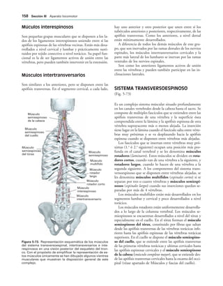 Músculo
semiespinoso
de la cabeza
Músculo
semiespinoso
del cuello
Músculo
semiespinoso
del tórax
Músculo
semiespinoso
Músculo
multífido
Músculo
rotador
largo
Músculo
rotador corto
Músculo
interespinoso
Músculo
intertransversario
IGURA   Representación esquemática de los músculos
del sistema transversoespinal, intertransversarios e inte-
respinosos en una visión posterior del esqueleto del tron-
co. Con el propósito de simplificar la representación de es-
tos músculos únicamente se han dibujado algunos vientres
musculares que muestran la disposición general de este
complejo.
Múculos interespinosos
Son pequeñas grapas musculares que se disponen a los la-
dos de los ligamentos interespinosos uniendo entre sí las
apófisis espinosas de las vértebras vecinas. Están más desa-
rrollados a nivel cervical y lumbar y prácticamente susti-
tuidos por tejido conectivo a nivel torácico. Su papel fun-
cional es la de ser ligamentos activos de unión entre las
vértebras, pero pueden también intervenir en la extensión.
Músculos intertransversarios
Son similares a los anteriores, pero se disponen entre las
apófisis transversas. En el segmento cervical, a cada lado,
hay uno anterior y otro posterior que unen entre sí los
tubérculos anteriores y posteriores, respectivamente, de las
apófisis transversas. Como los anteriores, a nivel dorsal
están mínimamente desarrollados.
A diferencia de todos los demás músculos de este gru-
po, que son inervados por las ramas dorsales de los nervios
espinales, los músculos intertransversarios cervicales y la
parte más lateral de los lumbares se inervan por las ramas
ventrales de los nervios espinales.
Son como los anteriores ligamentos activos de unión
entre las vértebras y pueden también participar en las in-
clinaciones laterales.
SISTEMA TRANSVERSOESPINOSO
(Fig. 5-73)
Es un complejo sistema múscular situado profundamente
en los canales vertebrales desde la cabeza hasta el sacro. Se
compone de múltiples fascículos que se extienden entre las
apófisis transversas de una vértebra y la superficie ósea
comprendida entre la lámina y la apófisis espinosa de otra
vértebra suprayacente más o menos alejada. La inserción
tiene lugar en la lámina cuando el fascículo salta entre vérte-
bras muy próximas y se va desplazando hacia la apófisis
espinosa cuando se disponen entre vértebras más alejadas.
Los fascículos que se insertan entre vértebras muy pró-
ximas (1.a
ó 2.a
siguiente) ocupan una posición más pro-
funda en el canal vertebral y se les denomina músculos
rotadores (laminares). Estos músculos se dividen en rota-
dores cortos, cuando van de una vértebra a la siguiente, y
rotadores largos, cuando lo hacen de una vértebra a la
segunda siguiente. A los componentes del sistema trans-
versoespinoso que se disponen entre vértebras alejadas, se
les denomina músculos multífidos (espinales cortos) si se
separan por tres o cuatro vértebras y músculos semiespi-
nosos (espinales largos) cuando sus inserciones quedan se-
paradas por más de 4 vértebras.
Los músculos multífidos están más desarrollados en los
segmentos lumbar y cervical y poco desarrollados a nivel
torácico.
Los músculos rotadores están uniformemente desarrolla-
dos a lo largo de la columna vertebral. Los músculos se-
miespinosos se encuentran desarrollados a nivel del tórax y
especialmente en el cuello. En el tórax forman el músculo
semiespinoso del tórax, constituido por fibras que saltan
desde las apófisis transversas de las vértebras torácicas infe-
riores hasta las apófisis espinosas de las vértebras torácicas
superiores. En el cuello se dispone el músculo semiespino-
so del cuello, que se extiende entre las apófisis transversas
de las primeras vértebras torácicas y ultimas cervicales hasta
las apófisis espinosas cervicales y el músculo semiespinoso
de la cabeza (músculo complexo mayor), que se extiende des-
de las apófisis transversas cervicales hasta la escama del occi-
pital (véase apartado de Músculos y fascias del cuello).
 3ECCIØN ))) Aparato locomotor
 