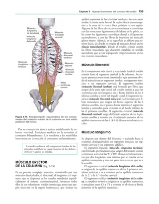 Músculo
longísimo
de la cabeza
Músculo
longísimo
del cuello
Músculo
longísimo
torácico
Músculo
iliocostal
cervical
Músculo
iliocostal
torácico
Músculo
espinal
Músculo
iliocostal
lumbar
Masa
tendinosa
común
IGURA   Representación esquemática de los compo-
nentes del músculo erector de la columna en una visión
posterior del tronco.
Por su contracción tónica actúan estabilizando la co-
lumna vertebral. Participan también en la extensión al
contraerse bilateralmente. Los rotadores y los multífidos
intervienen en la rotación al contraerse unilateralmente.
La atrofia unilateral del componente lumbar de los
músculos multífidos es causa frecuente de los dolores
crónicos y agudos de espalda.
MÚSCULO ERECTOR
DE LA COLUMNA (Fig. 5-74)
Es un potente complejo muscular, constituido por tres
músculos fasciculados, el iliocostal, el longísmo y el espi-
noso, que se disponen en los canales vertebrales superfi-
cialmente al sistema transversoespinal. Arrancan todos
ellos de un voluminoso tendón común que posee una am-
plia inserción en la región lumbosacra, que incluye las
apófisis espinosas de las vértebras lumbares, la cresta sacra
media, la cresta sacra lateral, la espina ilíaca posterosupe-
rior y la zona de la cresta ilíaca próxima a esta espina.
Algunas de las fibras de esta masa tendinosa se continúan
con las estructuras ligamentosas del dorso de la pelvis, ta-
les como los ligamentos sacroilíaco dorsal y el ligamento
sacrotuberoso, y con las fibras de inserción del músculo
glúteo mayor. Además, en su superficie se adhiere una po-
tente fascia, de donde se origina el músculo dorsal ancho
(fascia toracolumbar). Desde el tendón común surgen
las fibras musculares que discurren paralelas en sentido
ascendente que se van segregando progresivamente en los
tres vientres musculares.
Músculo iliocostal
Es el componente más lateral y se extiende desde el tendón
común hasta el segmento cervical de la columna. Su tra-
yecto presenta inserciones intermedias que permiten divi-
dir al músculo en un segmento lumbar, un segmento torá-
cico y un segmento cervical. El segmento lumbar
(músculo ilicostal lumbar) está formado por fibras que
surgen de la parte más lateral del tendón común y que van
a terminar por seis lengüetas en el borde inferior de las 6
últimas costillas a nivel del ángulo costal. El segmento to-
rácico (músculo iliocostal torácico) está formado por fi-
bras musculares que surgen del borde superior de las 6
últimas costillas, en el punto donde termina el segmento
lumbar y ascienden para terminar en el borde inferior de
las 6 primeras costillas. El segmento cervical (músculo
iliocostal cervical) surge del borde superior de las 6 pri-
meras costillas y termina en el tubérculo posterior de las
apófisis transversas de las 6 (4 ó 6) últimas vértebras cervi-
cales.
Músculo longísimo
Se dispone por dentro del iliocostal y asciende hasta el
occipital, distinguiéndose un segmento torácico, un seg-
mento cervical y un segmento cefálico.
El segmento torácico (músculo longísimo torácico)
está formado por fascículos que surgen del tendón común
y terminan a nivel de las 9.a
ó 10.a
últimas vértebras toráci-
cas por dos lengüetas, una interna que se inserta en las
apófisis transversas y otra un poco más externa que va a
la costilla.
El segmento cervical (músculo longísimo del cuello)
se origina de las apófisis transversas de las 6 primeras vér-
tebras torácicas y va a terminar en las apófisis transversas
de la 2.a
a la 6.a
vértebra cervical.
El segmento cefálico (músculo longísimo de la cabe-
za, o complexo menor) se origina en las apófisis transversas
y articulares entre C4 y T1 y termina en el vértice y borde
posterior de la apófisis mastoides.
#APÓTULO  Aparato locomotor del tronco y del cuello 
 