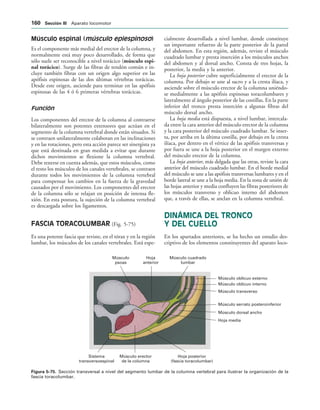 Músculo oblicuo externo
Músculo oblicuo interno
Músculo transverso
Músculo serrato posteroinferior
Músculo dorsal ancho
Hoja media
Hoja posterior
(fascia toracolumbar)
Músculo erector
de la columna
Sistema
transversoespinal
Hoja
anterior
Músculo
psoas
Músculo cuadrado
lumbar
IGURA   Sección transversal a nivel del segmento lumbar de la columna vertebral para ilustrar la organización de la
fascia toracolumbar.
Músculo espinal (músculo epiespinoso)
Es el componente más medial del erector de la columna, y
normalmente está muy poco desarrollado, de forma que
sólo suele ser reconocible a nivel torácico (músculo espi-
nal torácico). Surge de las fibras de tendón común e in-
cluye también fibras con un origen algo superior en las
apófisis espinosas de las dos últimas vértebras torácicas.
Desde este origen, asciende para terminar en las apófisis
espinosas de las 4 ó 6 primeras vértebras torácicas.
Función
Los componentes del erector de la columna al contraerse
bilateralmente son potentes extensores que actúan en el
segmento de la columna vertebral donde están situados. Si
se contraen unilateralmente colaboran en las inclinaciones
y en las rotaciones, pero esta acción parece ser sinergista ya
que está destinada en gran medida a evitar que durante
dichos movimientos se flexione la columna vertebral.
Debe tenerse en cuenta además, que estos músculos, como
el resto los músculos de los canales vertebrales, se contraen
durante todos los movimientos de la columna vertebral
para compensar los cambios en la fuerza de la gravedad
causados por el movimiento. Los componentes del erector
de la columna sólo se relajan en posición de intensa fle-
xión. En esta postura, la sujeción de la columna vertebral
es descargada sobre los ligamentos.
FASCIA TORACOLUMBAR (Fig. 5-75)
Es una potente fascia que reviste, en el tórax y en la región
lumbar, los músculos de los canales vertebrales. Está espe-
cialmente desarrollada a nivel lumbar, donde constituye
un importante refuerzo de la parte posterior de la pared
del abdomen. En esta región, además, reviste el músculo
cuadrado lumbar y presta inserción a los músculos anchos
del abdomen y al dorsal ancho. Consta de tres hojas, la
posterior, la media y la anterior.
La hoja posterior cubre superficialmente el erector de la
columna. Por debajo se une al sacro y a la cresta ilíaca, y
asciende sobre el músculo erector de la columna uniéndo-
se medialmente a las apófisis espinosas toracolumbares y
lateralmente al ángulo posterior de las costillas. En la parte
inferior del tronco presta inserción a algunas fibras del
músculo dorsal ancho.
La hoja media está dispuesta, a nivel lumbar, intercala-
da entre la cara anterior del músculo erector de la columna
y la cara posterior del músculo cuadrado lumbar. Se inser-
ta, por arriba en la última costilla, por debajo en la cresta
ilíaca, por dentro en el vértice de las apófisis transversas y
por fuera se une a la hoja posterior en el margen externo
del músculo erector de la columna.
La hoja anterior, más delgada que las otras, reviste la cara
anterior del músculo cuadrado lumbar. En el borde medial
del músculo se une a las apófisis transversas lumbares y en el
borde lateral se une a la hoja media. En la zona de unión de
las hojas anterior y media confluyen las fibras posteriores de
los músculos transverso y oblicuo interno del abdomen
que, a través de ellas, se anclan en la columna vertebral.
DINÁMICA DEL TRONCO
Y DEL CUELLO
En los apartados anteriores, se ha hecho un estudio des-
criptivo de los elementos constituyentes del aparato loco-
 3ECCIØN ))) Aparato locomotor
 