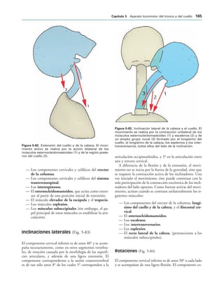 1
2
IGURA   Extensión del cuello y de la cabeza. El movi-
miento activo se realiza por la acción bilateral de los
músculos esternocleidomastoideo (1) y de la región poste-
rior del cuello (2).
IGURA   Inclinación lateral de la cabeza y el cuello. El
movimiento se realiza por la contracción unilateral de los
músculos esternocleidomastoideo (1) y escalenos (2) y de
un amplio grupo nucal (3) formado por el longísimo del
cuello, el longísimo de la cabeza, los esplenios y los inter-
transversarios, todos ellos del lado de la inclinación.
— Los componentes cervicales y cefálicos del erector
de la columna.
— Los componentes cervicales y cefálicos del sistema
transversoespinal.
— Los interespinosos.
— El esternocleidomastoideo, que actúa como exten-
sor al partir de una posición inicial de extensión.
— El músculo elevador de la escápula y el trapecio.
— Los músculos esplenios.
— Los músculos suboccipitales (sin embargo, el pa-
pel principal de estos músculos es estabilizar la arti-
culación).
Inclinaciones laterales (Fig. 5-83)
El componente cervical inferior es de unos 40° y se acom-
paña necesariamente, como en otros segmentos vertebra-
les, de rotación causada por la morfología de las superfi-
cies articulares, y además de una ligera extensión. El
componente correspondiente a la unión craneovertebral
es de tan sólo unos 8° de los cuales 5° corresponden a la
articulación occipitoatloidea, y 3° en la articulación entre
axis y tercera cervical.
A diferencia de la flexión y de la extensión, el movi-
miento no se inicia por la fuerza de la gravedad, sino que
se requiere la contracción activa de los inclinadores. Una
vez iniciado el movimiento, éste puede continuar con la
sola participación de la contracción excéntrica de los incli-
nadores del lado opuesto. Como fuerzas activas del movi-
miento, actúan cuando se contraen unilateralmente los si-
guientes músculos:
— Los componentes del erector de la columna: longí-
simo del cuello y de la cabeza, y el iliocostal cer-
vical.
— El esternocleidomastoideo.
— Los escalenos.
— Los intertransversarios.
— Los esplenios.
— El recto lateral de la cabeza, (perteneciente a los
músculos suboccipitales).
Rotaciones (Fig. 5-84)
El componente cervical inferior es de unos 50° a cada lado
y se acompañan de una ligera flexión. El componente co-
#APÓTULO  Aparato locomotor del tronco y del cuello 
 