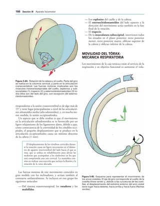IGURA   Rotación de la cabeza y el cuello. Parte del giro
se realiza en la columna cervical, y parte en la articulación
craneovertebral. Las fuerzas motoras implicadas son los
músculos transversoespinales del cuello, esplenios y sub-
occipitales (1), trapecio (2) y esternocleidomastoideo (3) to-
dos ellos son del lado del giro, con excepción del esterno-
cleidomastoideo.
IGURA   Esquema para representar el movimiento de
los arcos costales. El eje de giro corresponde al cuello de la
costilla (línea verde) y, debido a las curvaturas de las costi-
llas, el desplazamiento del extremo anterior del arco costal
tiene lugar hacia delante, hacia arriba y hacia fuera (flechas
verdes).
rrespondiente a la unión craneovertebral es de algo más de
15° y tiene lugar principalmente a nivel de las articulació-
nes atloaxoidea media (atlo-odontoidea), y, en mucha me-
nor medida, la unión occipitoatloidea.
Un aspecto que se debe resaltar es que el movimiento
en la articulación atloadontoidea se ve favorecido por un
ligero relajamiento de los ligamentos alares, debido a que,
como consecuencia de la convexidad de los cóndilos occi-
pitales, el pequeño desplazamiento que se produce en la
articulación occipitoatloidea causa un mínimo descenso
de la cabeza (1 mm).
El desplazamiento de las vértebras cervicales duran-
te la rotación causa un ligero incremento en el diáme-
tro de agujero intervertebral del lado hacia el que se
rota, que se utiliza en rehabilitación para aliviar las
molestias que acompañan a los síndromes en los que
está comprimida una raíz cervical. La maniobra con-
siste en realizar una tracción que incluya la flexión y la
rotación de la zona afectada.
Las fuerzas motoras de este movimiento coinciden en
gran medida con los inclinadores, y actúan también al
contraerse unilateralmente. Se incluyen en este grupo los
siguientes músculos:
— Del sistema transversoespinal, los rotadores y los
multífidos.
— Los esplenios del cuello y de la cabeza.
— El esternocleidomastoideo del lado opuesto a la
dirección del movimiento actúa también en la fase
final de la rotación.
— El trapecio.
— De la musculatura suboccipital, intervienen todos
los situados en el plano posterior: recto posterior
menor, recto posterior mayor, oblicuo superior de
la cabeza y oblicuo inferior de la cabeza.
MOVILIDAD DEL TÓRAX:
MECÁNICA RESPIRATORIA
Los movimientos de la caja torácica están al servicio de la
respiración y su objetivo funcional es aumentar el volu-
 3ECCIØN ))) Aparato locomotor
 