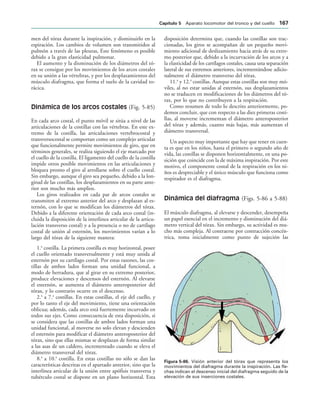 IGURA   Visión anterior del tórax que representa los
movimientos del diafragma durante la inspiración. Las fle-
chas indican el descenso inicial del diafragma seguido de la
elevación de sus inserciones costales.
men del tórax durante la inspiración, y disminuirlo en la
espiración. Los cambios de volumen son transmitidos al
pulmón a través de las pleuras, Este fenómeno es posible
debido a la gran elasticidad pulmonar.
El aumento y la disminución de los diámetros del tó-
rax se consigue por los movimientos de los arcos costales
en su unión a las vértebras, y por los desplazamientos del
músculo diafragma, que forma el suelo de la cavidad to-
rácica.
Dinámica de los arcos costales (Fig. 5-85)
En cada arco costal, el punto móvil se sitúa a nivel de las
articulaciones de la costillas con las vértebras. En este ex-
tremo de la costilla, las articulaciones vertebrocostal y
transversocostal se comportan como un complejo articular
que funcionalmente permite movimientos de giro, que en
términos generales, se realiza siguiendo el eje marcado por
el cuello de la costilla. El ligamento del cuello de la costilla
impide otros posible movimientos en las articulaciones y
bloquea pronto el giro al arrollarse sobre el cuello costal.
Sin embargo, aunque el giro sea pequeño, debido a la lon-
gitud de las costillas, los desplazamientos en su parte ante-
rior son mucho más amplios.
Los giros realizados en cada par de arcos costales se
transmiten al extremo anterior del arco y desplazan al es-
ternón, con lo que se modifican los diámetros del tórax.
Debido a la diferente orientación de cada arco costal (in-
cluida la disposición de la interlinea articular de la articu-
lación transverso costal) y a la presencia o no de cartílago
costal de unión al esternón, los movimientos varían a lo
largo del tórax de la siguiente manera:
1.a
costilla. La primera costilla es muy horizontal, posee
el cuello orientado transversalmente y está muy unida al
esternón por su cartílago costal. Por estas razones, las cos-
tillas de ambos lados forman una unidad funcional, a
modo de herradura, que al girar en su extremo posterior,
produce elevaciones y descensos del esternón. Al elevarse
el esternón, se aumenta el diámetro anteroposterior del
tórax, y lo contrario ocurre en el descenso.
2.a
a 7.a
costillas. En estas costillas, el eje del cuello, y
por lo tanto el eje del movimiento, tiene una orientación
oblicua; además, cada arco está fuertemente incurvado en
todos sus ejes. Como consecuencia de esta disposición, si
se considera que las costillas de ambos lados forman una
unidad funcional, al moverse no solo elevan y descienden
el esternón para modificar el diámetro anteroposterior del
tórax, sino que ellas mismas se desplazan de forma similar
a las asas de un caldero, incrementado cuando se eleva el
diámetro transversal del tórax.
8.a
a 10.a
costilla. En estas costillas no sólo se dan las
características descritas en el apartado anterior, sino que la
interlínea articular de la unión entre apófisis transversa y
tubérculo costal se dispone en un plano horizontal. Esta
disposición determina que, cuando las costillas son trac-
cionadas, los giros se acompañan de un pequeño movi-
miento adicional de deslizamiento hacia atrás de su extre-
mo posterior que, debido a la incurvación de los arcos y a
la elasticidad de los cartílagos costales, causa una separación
lateral de sus extremos anteriores, incrementándose adicio-
nalmente el diámetro transverso del tórax.
11.a
y 12.a
costillas. Aunque estas costillas son muy mó-
viles, al no estar unidas al esternón, sus desplazamientos
no se traducen en modificaciones de los diámetros del tó-
rax, por lo que no contribuyen a la respiración.
Como resumen de todo lo descrito anteriormente, po-
demos concluir, que con respecto a las diez primeras costi-
llas, al moverse incrementan el diámetro anteroposterior
del tórax y además, cuanto más bajas, más aumentan el
diámetro transversal.
Un aspecto muy importante que hay que tener en cuen-
ta es que en los niños, hasta el primero o segundo año de
vida, las costillas se disponen horizontalmente, en una po-
sición que coincide con la de máxima inspiración. Por este
motivo, el componente costal de la respiración en los ni-
ños es despreciable y el único músculo que funciona como
respirador es el diafragma.
Dinámica del diafragma (Figs. 5-86 a 5-88)
El músculo diafragma, al elevarse y descender, desempeña
un papel esencial en el incremento y disminución del diá-
metro vertical del tórax. Sin embargo, su actividad es mu-
cho más compleja. Al contraerse por contracción concén-
trica, toma inicialmente como punto de sujeción las
#APÓTULO  Aparato locomotor del tronco y del cuello 
 