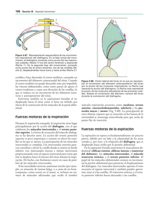IGURA   Representación esquemática de los movimien-
tos inspiratorios del diafragma. En la fase inicial del movi-
miento, el diafragma, tomando como punto fijo las insercio-
nes costales, (flecha 1) tira del centro tendíneo y desciende
(flecha 1ñ). En la segunda fase del movimiento, tomando
como punto fijo el centro tendíneo, tira de las costillas (fle-
cha 2), desplazándolas hacia fuera y hacia arriba (flecha 2ñ).
IGURA   Visión lateral del tórax en la que se represen-
tan el incremento del diámetro anteroposterior del tórax
por la acción de los músculos inspiradores. La flecha roja
reprenta la acción del diafragma. La flecha rosa representa
la acción de los músculos elevadores de las primeras costi-
llas. Nótese el incremento del diámetro vertical del tórax
durante la contracción del diafragma.
costillas y hace descender el centro tendíneo, causando un
incremento del diámetro craneocaudal del tórax. Cuando
el centro tendíneo no puede descender más, por impedirlo
las vísceras abdominales, toma como punto de apoyo el
centro tendinoso y causa una elevación de las costillas, lo
que se traduce en un incremento de los diámetros trans-
verso y anteroposterior del tórax.
Interviene también en la espiraciones forzadas al ser
desplazado hacia el tórax como si fuese un émbolo por
efecto de la contracción de los músculos de la pared abdo-
minal.
Fuerzas motoras de la inspiración
Durante la respiración tranquila, la inspiración tiene lugar
principalmente por la acción del diafragma, con el que
colaboran los músculos intercostales y el serrato poste-
rior superior. La forma de actuación del músculo diafrag-
ma se ha descrito antes. La acción del serrato posterior
superior es poco importante y consiste en elevar las costi-
llas en las que se inserta. La participación de los músculos
intercostales es compleja. Los intercostales externos pare-
cen contribuir a elevar la costilla donde se inserta su borde
inferior. Los intercostales interno e íntimo intervienen
proporcionando tono al espacio intercostal para evitar que
éste se desplace hacia el interior del tórax durante la inspi-
ración. De hecho, este fenómeno ocurre en casos de pará-
lisis de los músculos intercostales.
Si las necesidades motoras aumentan mucho (por ejem-
plo, en situación de intensa fatiga, o a causa de un bron-
coespasmo, como ocurre en el asma), se reclutan un nú-
mero de músculos adicionales que recibe el nombre
músculos respiratorios accesorios, como: escalenos, serrato
anterior, esternocleidomastoideo, subclavio y los pec-
torales mayor y menor (Fig. 5-88). La participación de
estos últimos requiere que su inserción en los huesos de la
extremidad se mantenga inmovilizada para que actúe de
punto fijo de inserción.
Fuerzas motoras de la espiración
La espiración en reposo es fundamentalmente un proceso
pasivo, debido por un lado a la eslasticidad de los arcos
costales y, por otro, a la relajación del diafragma, que es
desplazado hacia arriba por la presión abdominal.
En la espiración forzada intervienen la musculatura ab-
dominal (oblicuo externo, oblicuo interno y transverso
del abdomen), los músculos intercostales, el músculo
transverso torácico, y el serrato posterior inferior. El
papel de los músculos abdominales consiste en incremen-
tar la presión abdominal para potenciar el desplazamiento
del diafragma. Los músculos intercostales aportan el tono
necesario al espacio intercostal y también pueden aproxi-
mar entre sí a las costillas. El transverso torácico y el serra-
to posterior inferior hacen descender a las costillas.
 3ECCIØN ))) Aparato locomotor
 