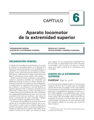 CAPÍTULO 
CAPÍTULO
!PARATO LOCOMOTOR
DE LA EXTREMIDAD SUPERIOR
/2'!.):!#)¼. '%.%2!,
(5%3/3 $% ,! %842%-)$!$ 350%2)/2
-Â3#5,/3 9 !3#)!3
!24)#5,!#)/.%3 9 $).­-)#! 5.#)/.!,
ORGANIZACIÓN GENERAL
Al adquirir los homínidos la marcha bípeda en el curso de
la evolución, la extremidad superior se vio liberada de la
función de sustentación presente en los cuadrúpedos y se
especializó en la producción de movimientos amplios y
precisos. Como consecuencia de estos hechos, la extremi-
dad superior, a diferencia de la inferior, posee huesos más
ligeros y articulaciones menos estables y más móviles.
Desde el punto de vista de su función, la extremidad se
organiza en segmentos articulados que comprenden una
plataforma de unión al tronco, la cintura escapular, for-
mada por la clavícula y la escápula con sus correspondien-
tes articulaciones; un segmento móvil, el brazo, formado
por el húmero y su articulación a nivel del hombro; un
segundo segmento móvil, el antebrazo, formado por dos
piezas óseas, el cúbito (ulna) y el radio, articuladas entre sí
y unidas al brazo por la articulación del codo; y finalmente
una compleja pinza formada por la mano, que se une en la
articulación de la muñeca al antebrazo y que incluye los
huesos y articulaciones del carpo, metacarpo y falanges,
que forman el soporte esquelético de los dedos.
El incremento de movilidad y la precisión de los movi-
mientos de la extremidad superior motivan que en mu-
chas ocasiones se utilice como un verdadero órgano de los
sentidos, que permite explorar el medio por palpación y
orientar en condiciones de oscuridad. Cabe resaltar en este
sentido la lectura de los ciegos, que utilizan los dedos
como órganos con una extraordinaria sensibilidad táctil.
Por otro lado, la expresividad artística del ser humano
en actividades como la música o la pintura se funda-
mente en la riqueza y finura de los movimientos de la
extremidad.
HUESOS DE LA EXTREMIDAD
SUPERIOR
CLAVÍCULA1
(Figs. 6-1 y 6-2)
Es un hueso de forma alargada situado en el extremo ante-
rosuperior del tórax que se extiende entre la extremidad
superior del esternón y la escápula, con los cuales establece
las articulaciones esternoclavicular y acromioclavicular. Su
disposición es principalmente subcutánea y forma un re-
lieve visible, palpable en su totalidad bajo la piel. A pesar
de su forma alargada, en la que se pueden distinguir un
cuerpo central y dos extremidades, desde el punto de vista
estructural, la clavícula es un hueso plano que carece de
cavidad medular, formado por una zona central de tejido
óseo esponjoso rodeada de una gruesa capa cortical de
hueso compacto.
1
Clavícula del latín clavis = llave (las llaves romanas tenían forma de
S tendida como la clavícula).
 
