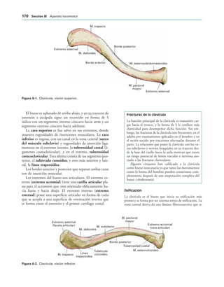 Extremo esternal
M. esternocleidomastoideo
M. pectoral
mayor
Borde anterior
Borde posterior
M. trapecio
M. deltoides
Extremo esternal
IGURA   Clavícula, visión superior.
M. trapecio Línea
trapezoidea
Tubérculo
conoideo
Borde posterior
Tuberosidad costal
M. esternohioideo
Extremo esternal
(faceta articular)
M. pectoral
mayor
M. subclavio
M. deltoides
Extremo acromial
(cara articular)
IGURA   Clavícula, visión inferior.
El hueso es aplanado de arriba abajo, y en su trayecto de
esternón a escápula sigue un recorrido en forma de S
itálica con un segmento interno cóncavo hacia atrás y un
segmento externo cóncavo hacia adelante.
La cara superior es lisa salvo en sus extremos, donde
muestra rugosidades de inserciones musculares. La cara
inferior es rugosa, con un canal en la zona central (surco
del músculo subclavio) y rugosidades de inserción liga-
mentosa en el extremo interno, la tuberosidad costal (li-
gamento costoclavicular), y en el externo, tuberosidad
coracoclavicular. Esta última consta de un segmento pos-
terior, el tubérculo conoideo, y otro más anterior y late-
ral, la línea trapezoidea.
Los bordes anterior y posterior que separan ambas caras
son de inserción muscular.
Los extremos del hueso son articulares. El extremo ex-
terno (extremo acromial) tiene una carilla articular pla-
na para el acromion que está orientada oblicuamente ha-
cia fuera y hacia abajo. El extremo interno (extremo
esternal) posee una superficie articular en forma de cuña
que se acopla a una superficie de orientación inversa que
se forma entre el esternón y el primer cartílago costal.
Fracturas de la clavícula
La función principal de la clavícula es transmitir car-
gas hacia el tronco, y la forma de S le confiere más
elasticidad para desempeñar dicha función. Sin em-
bargo, las fracturas de la clavícula son frecuentes, en el
adulto por traumatismos aplicados en el hombro y en
el recién nacido por tracciones efectuadas durante el
parto. La relaciones que posee la clavícula con los va-
sos subclavios y nervios braquiales en su trayecto des-
de la base del cuello hacia la axila motivan que exista
un riesgo potencial de lesión vascular o nerviosa aso-
ciado a las fracturas claviculares.
Algunos cirujanos han calificado a la clavícula
como hueso innecesario ya que tanto los movimientos
como la forma del hombro pueden conservarse com-
pletamente después de una amputación completa del
hueso (cleidectomía).
Osificación
La clavícula es el hueso que inicia su osificación más
pronto y se forma por un sistema mixto de osificación. La
zona central deriva de una lámina fibroconectiva que se
 3ECCIØN ))) Aparato locomotor
 