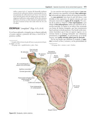 Ángulo inferior
M. serrato
anterior
Ángulo
superior
Borde
superior
Escotadura
supraescapular
M. pectoral
menor
Cara articular
del acromion
M. deltoides
Acromion
M. coracobraquial y
cabeza corta del bíceps
Apófisis coracoides
Cavidad glenoidea
Tuberosidad infraglenoidea
(cabeza larga del
m. tríceps)
Cuello de la escápula
Fosa subescapular
(m. subescapular)
Borde lateral
IGURA   Escápula, visión anterior.
osifica a partir de la 4.a
semana del desarrollo mediante
un proceso de osificación dérmica constituyendo los cen-
tros primarios de osificación de este hueso. Los extremos
de la clavícula pasan antes de osificarse por una etapa car-
tilaginosa (osificación endocondral). De los dos extremos
del hueso, el externo se osifica durante la pubertad mien-
tras que el interno lo hace más tarde (entre los 18 y los
25 años).
ESCÁPULA2
(omoplato)3
(Figs. 6-3 y 6-4)
Es un hueso aplanado y triangular que se dispone aplicado
a la parte superior y posterior del tórax, a nivel de las 7
primeras costillas.
La cara anterior mira hacia la pared torácica (cara cos-
tal) y presenta una superficie excavada (fosa subescapu-
lar) atravesada por algunos relieves de inserción muscular.
La cara posterior mira hacia la piel del dorso y está
dividida en dos segmentos, de aspecto cóncavo, por una
elevación transversal, la espina de la escápula. Por enci-
ma de la espina se dispone la fosa supraespinosa y por
debajo la fosa infraespinosa; ambas son superficies de in-
serción muscular. La espina es un relieve muy acentuado
con forma de lámina triangular, que hace prominencia
bajo la piel por su borde posterior. Este borde recibe inser-
ciones musculares que le dan un aspecto rugoso y en su
extremo lateral se prolonga formando una voluminosa
prominencia, el acromion4
, el cual presenta, en su borde
interno, una carilla articular plana para la clavícula.
De los tres bordes que delimitan la escápula, el supe-
rior (cervical ) es fino y cortante y en las proximidades de
2
Escápula refleja la forma de pala del hueso ya que proviene del grie-
go skapto = yo cavo.
3
Del griego omós = espalda/hombro y plate = llano. 4
Del griego akros = estremo y omós = hombro.
#APÓTULO  Aparato locomotor de la extremidad superior 
 