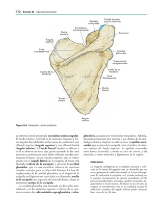 Acromion
Cavidad
glenoidea
Tuberosidad
infraglenoidea
Cuello de la
escápula
Fosa
infraespinosa
Borde
lateral
Ángulo
inferior
Borde
medial
Espina de la
escápula
Fosa
supraespinosa
Ángulo
superior
Borde
superior
Escotadura
supraescapular
Apófisis
coracoides
Cavilla articular
para la clavícula
IGURA   Escápula, visión posterior.
su extremo lateral presenta la escotadura supraescapular.
El borde interno (vertebral) es de inserción muscular y for-
ma ángulos bien definidos en las zonas de confluencia con
el borde superior (ángulo superior) y con el borde lateral
(ángulo inferior). El borde lateral (axilar) es oblicuo y
en él se observa un surco que queda separado de las caras
posterior y anterior por unos labios robustos que dan con-
sistencia al hueso. En su extremo superior, que se corres-
ponde con el ángulo lateral de la escápula, el hueso está
abultado (cabeza de la escápula) y presenta la cavidad
glenoidea, que es una superficie cóncava de contorno
ovalado, articular para la cabeza del húmero. La base de
implantación de la cavidad glenoidea en el ángulo de la
escápula está ligeramente estrechada y se denomina cuello
de la escápula para separarla del resto del hueso, al que se
denomina cuerpo de la escápula.
La cavidad glenoidea está orientada en dirección ante-
rolateral, y en los extremos superior e inferior de su con-
torno muestra las tuberosidades supraglenoidea e infra-
glenoidea, causadas por inserciones musculares. Además,
haciendo proyección por encima y por dentro de la cavi-
dad glenoidea se dispone un relieve óseo, la apófisis cora-
coides, que arranca de la escápula entre el cuello y el extre-
mo externo del borde superior. La apófisis coracoides
tiene forma incurvada, a modo de pico de cuervo, y da
inserción a varios músculos y ligamentos de la región.
Osificación
La maqueta cartilaginosa de la escápula comienza a osifi-
carse en la mitad del segundo mes de desarrollo por un
centro primario de osificación situado en la fosa infraespi-
nosa. La osificación se completa en el período posnatal por
la sucesiva incorporación de centros secundarios (8-10)
para cavidad glenoidea, acromion, apófisis coracoides, án-
gulo inferior y borde interno. Alrededor de los 20 años, la
escápula es normalmente ósea en su totalidad, aunque la
osificación completa del ángulo inferior puede retrasarse
hasta cerca de los 30 años.
 3ECCIØN ))) Aparato locomotor
 