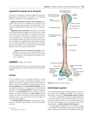 Epicóndilo medial
(origen m.
epicondíleos
mediales)
Fosa supracondílea
coroidea
M. braquial
Borde medial
M. coracobraquial
M. dorsal ancho
M. redondo mayor
Cuello quirúrgico
Cabeza
Cuello
anatómico
Tuberosidad menor
(m. subescapular)
Tuberosidad mayor
(m. supraespinoso)
Surco
intertuberositario
M. pectoral mayor
Tuberosidad deltoidea
(m. deltoides)
Borde
lateral
Cresta supracondílea
medial
Cresta supracondílea
Fosa radial
Epicóndilo lateral
(origen m.
epicondíleos
laterales)
Cóndilo
humeral
Surco cóndilo-
troclear
Tróclea
humeral
IGURA   Húmero, visión anterior.
Ligamentos propios de la escápula
Asociadas a la escápula se disponen algunas formaciones
ligamentosas cuya función es estructural, y no la habitual
de frenar movimientos. Estos ligamentos son:
Ligamento transverso superior de la escápula (cora-
coideo, Fig. 6-23), que se extiende de un extremo al otro
de la escotadura supraescapular transformándola en un
conducto osteofibroso por donde pasa el nervio supraesca-
pular.
Ligamento coraco-acromial (véanse Figs. 6-23 y 6-60),
es una banda fibrosa triangular que se inserta por su base
en el borde externo de la apófisis coracoides y por su vérti-
ce en el acromion. Se forma así, en conjunto, una estruc-
tura osteofibrosa de considerable importancia médica, el
arco acromiocoracoideo, que forma un puente por encima
de la articulación escapulohumeral. El músculo infraespi-
noso y su bolsa serosa discurren por debajo del arco y pue-
den ser comprimidos en los movimientos de elevación del
húmero (véase Articulación del hombro).
Ligamento transverso inferior de la escápula (espino-
glenoideo), que es una estrecho fascículo fibroso que se
extiende entre el borde externo de la espina de la escápula
y el reborde de la cavidad glenoidea, formando un con-
ducto osteofibroso.
HUMERO5
(Figs. 6-5 y 6-6)
Forma el esqueleto del brazo y es un hueso largo en el que
se puede distinguir un cuerpo (diáfisis) y dos extremidades
(epífisis).
Cuerpo
Es casi rectilíneo, con un contorno circular por arriba
mientras que por abajo es prismático triangular. En su
superficie se insertan numerosos músculos que producen
algunos relieves reconocibles. En la parte superior de su
cara anterolateral está la tuberosidad deltoidea, que es
una huella en forma de V causada por la inserción del
deltoides. En la cara anteromedial se dispone el agujero
nutricio. La cara posterior está recorrida por un surco
oblicuo hacia abajo y hacia fuera, el surco radial (canal de
torsión). Este surco se interpone entre las inserciones de los
músculos vastos y por él discurren el nervio radial y la
arteria braquial profunda.
Los bordes medial y lateral del cuerpo prestan inser-
ción a los tabiques intermusculares de la fascia profunda
del brazo.
Extremidad superior
La extremidad superior del húmero presenta tres eminen-
cias. Una de ellas, la cabeza, es articular y las otras dos son
de inserción muscular, las tuberosidades mayor y menor.
La cabeza es redondeada y representa aproximadamente
un tercio de esfera de unos 60 mm de diámetro. Está re-
vestida de cartílago articular y se orienta hacia dentro, arri-
ba y atrás. Está separada por un surco de la región de las
tuberosidades, el cuello anatómico del húmero.
Las tuberosidades se disponen entre el cuerpo y la cabeza
y se prolongan hacia abajo por crestas óseas. La tuberosidad
mayor (troquíter) está alineada con el borde lateral del cuer-
5
Del griego omos = hombro.
#APÓTULO  Aparato locomotor de la extremidad superior 
 