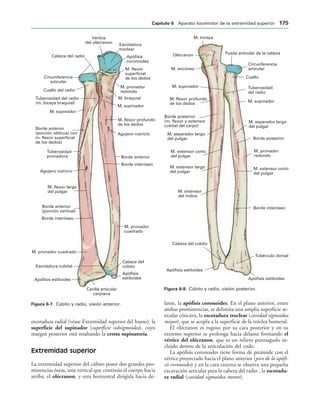 Escotadura
troclear
Vértice
del olécranon
Apófisis
coronoides
M. flexor
superficial
de los dedos
M. pronador
redondo
M. braquial
M. supinador
M. flexor profundo
de los dedos
Agujero nutricio
Borde anterior
Borde interóseo
M. pronador
cuadrado
Cabeza del
cúbito
Apófisis
estiloides
Carilla articular
carpiana
Apófisis estiloides
Escotadura cubital
M. pronador cuadrado
Borde interóseo
Borde anterior
(porción vertical)
M. flexor largo
del pulgar
Agujero nutricio
Tuberosidad
pronadora
Borde anterior
(porción oblicua) con
m. flexor superficial
de los dedos)
M. supinador
Tuberosidad del radio
(m. bíceps braquial)
Cuello del radio
Circunferencia
articular
Cabeza del radio
IGURA   Cúbito y radio, visión anterior.
Apófisis estiloides
Tubérculo dorsal
Borde interóseo
M. extensor corto
del pulgar
M. pronador
redondo
Borde posterior
M. separador largo
del pulgar
M. supinador
Tuberosidad
del radio
Cuello
Circunferencia
articular
Fosita articular de la cabeza
M. tríceps
Olécranon
M. ancóneo
M. supinador
M. flexor profundo
de los dedos
Borde posterior
(m. flexor y extensor
cubital del carpo)
M. separador largo
del pulgar
M. extensor corto
del pulgar
M. extensor largo
del pulgar
M. extensor
del índice
Cabeza del cúbito
Apófisis estiloides
IGURA   Cúbito y radio, visión posterior.
escotadura radial (véase Extremidad superior del hueso), la
superficie del supinador (superficie subsigmoidea), cuyo
margen posterior está resaltando la cresta supinatoria.
Extremidad superior
La extremidad superior del cúbito posee dos grandes pro-
minencias óseas, una vertical que continúa el cuerpo hacia
arriba, el olécranon, y otra horizontal dirigida hacia de-
lante, la apófisis coronoides. En el plano anterior, entre
ambas prominencias, se delimita una amplia superficie ar-
ticular cóncava, la escotadura troclear (cavidad sigmoidea
mayor), que se acopla a la superficie de la tróclea humeral.
El olécranon es rugoso por su cara posterior y en su
extremo superior se prolonga hacia delante formando el
vértice del olécranon, que es un relieve puntiagudo in-
cluido dentro de la articulación del codo.
La apófisis coronoides tiene forma de pirámide con el
vértice proyectado hacia el plano anterior (pico de la apófi-
sis coronoides) y en la cara externa se observa una pequeña
excavación articular para la cabeza del radio , la escotadu-
ra radial (cavidad sigmoidea menor).
#APÓTULO  Aparato locomotor de la extremidad superior 
 