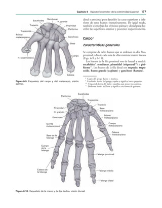 Pisiforme
Piramidal
H. grande
Semilunar
Escafoides
Trapecio
Trapezoide
Primer
metacarpiano
H. sesamoideos
Cabeza
Cuerpo
Ganchoso
Base
IGURA   Esqueleto del carpo y del metacarpo, visión
palmar.
Falange distal
Falange media
Falange proximal
Cabeza
metacarpiana
Cuerpo
metacarpiano
Primer
metacarpiano
Base
metacarpiana
Trapecio
Trapezoide
Escafoides
Pisiforme
Piramidal
H. grande
Ganchoso
Quinta
metacarpiano
Base de la
falange
Cuerpo
de la
falange
Cabeza de
la falange
IGURA   Esqueleto de la mano y de los dedos, visión dorsal.
distal y proximal para describir las caras superiores e infe-
riores de estos huesos respectivamente. De igual modo,
también se emplean los términos palmar y dorsal para des-
cribir las superficies anterior y posterior respectivamente.
Carpo8
Características generales
Se compone de ocho huesos que se ordenan en dos filas,
proximal y distal; cada una de ellas contiene cuatro huesos
(Figs. 6-9 y 6-11).
Los huesos de la fila proximal son de lateral a medial:
escafoides9
, semilunar, piramidal (triquetral10
) y pisi-
forme11
. Los huesos de la fila distal son trapecio, trape-
zoide, hueso grande (capitate) y ganchoso (hamate).
8
Carpo del griego karpos = muñeca.
9
Escafoides deriva del griego scaphos y significa barco pequeño.
10
Triquetral deriva del latín y significa que posee tres cuernos.
11
Pisiforme deriva del latín y significa con forma de guisante.
#APÓTULO  Aparato locomotor de la extremidad superior 
 