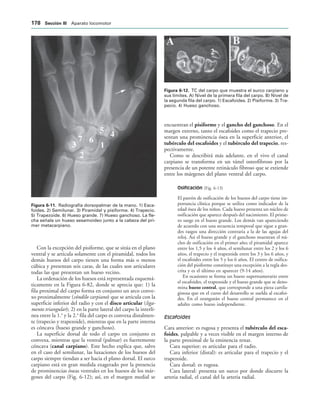 IGURA   Radiografía dorsopalmar de la mano. 1) Esca-
foides. 2) Semilunar. 3) Piramidal y pisiforme. 4) Trapecio.
5) Trapezoide. 6) Hueso grande. 7) Hueso ganchoso. La fle-
cha señala un hueso sesamoideo junto a la cabeza del pri-
mer metacarpiano.
IGURA   TC del carpo que muestra el surco carpiano y
sus límites. A) Nivel de la primera fila del carpo. B) Nivel de
la segunda fila del carpo. 1) Escafoides. 2) Pisiforme. 3) Tra-
pecio. 4) Hueso ganchoso.
Con la excepción del pisiforme, que se sitúa en el plano
ventral y se articula solamente con el piramidal, todos los
demás huesos del carpo tienen una forma más o menos
cúbica y presentan seis caras, de las cuales son articulares
todas las que presentan un hueso vecino.
La ordenación de los huesos está representada esquemá-
ticamente en la Figura 6-82, donde se aprecia que: 1) la
fila proximal del carpo forma en conjunto un arco conve-
xo proximalmente (cóndilo carpiano) que se articula con la
superficie inferior del radio y con el disco articular (liga-
mento triangular); 2) en la parte lateral del carpo la interlí-
nea entre la 1.a
y la 2.a
fila del carpo es convexa distalmen-
te (trapecio y trapezoide), mientras que en la parte interna
es cóncava (hueso grande y ganchoso).
La superficie dorsal de todo el carpo en conjunto es
convexa, mientras que la ventral (palmar) es fuertemente
cóncava (canal carpiano). Este hecho explica que, salvo
en el caso del semilunar, las luxaciones de los huesos del
carpo siempre tiendan a ser hacia el plano dorsal. El surco
carpiano está en gran medida exagerado por la presencia
de prominencias óseas ventrales en los huesos de los már-
genes del carpo (Fig. 6-12); así, en el margen medial se
encuentran el pisiforme y el gancho del ganchoso. En el
margen externo, tanto el escafoides como el trapecio pre-
sentan una prominencia ósea en la superficie anterior, el
tubérculo del escafoides y el tubérculo del trapecio, res-
pectivamente.
Como se describirá más adelante, en el vivo el canal
carpiano se transforma en un túnel osteofibroso por la
presencia de un potente retináculo fibroso que se extiende
entre los márgenes del plano ventral del carpo.
Osificación (Fig. 6-13)
El patrón de osificación de los huesos del carpo tiene im-
portancia clínica porque se utiliza como indicador de la
edad ósea de los niños. Cada hueso presenta un núcleo de
osificación que aparece después del nacimiento. El prime-
ro surge en el hueso grande. Los demás van apareciendo
de acuerdo con una secuencia temporal que sigue a gran-
des rasgos una dirección contraria a la de las agujas del
reloj. Así el hueso grande y el ganchoso muestran el nú-
cleo de osificación en el primer año; el piramidal aparece
entre los 1,5 y los 4 años, el semilunar entre los 2 y los 6
años, el trapecio y el trapezoide entre los 3 y los 6 años, y
el escafoides entre los 5 y los 6 años. El centro de osifica-
ción del pisiforme constituye una excepción a la regla des-
crita y es el último en aparecer (9-14 años).
En ocasiones se forma un hueso supernumerario entre
el escafoides, el trapezoide y el hueso grande que se deno-
mina hueso central, que corresponde a una pieza cartila-
ginosa que en el curso del desarrollo se suelda al escafoi-
des. En el orangután el hueso central permanece en el
adulto como hueso independiente.
Escafoides
Cara anterior: es rugosa y presenta el tubérculo del esca-
foides, palpable y a veces visible en el margen interno de
la parte proximal de la eminencia tenar.
Cara superior: es articular para el radio.
Cara inferior (distal): es articular para el trapecio y el
trapezoide.
Cara dorsal: es rugosa.
Cara lateral: presenta un surco por donde discurre la
arteria radial, el canal del la arteria radial.
 3ECCIØN ))) Aparato locomotor
 