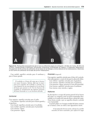 IGURA   Radiografías dorsopalmares de la mano en diferentes etapas de osificación. (A) Niño de 2 años. (B) Niño de
10 años. 1) Hueso grande. 2) Ganchoso. 3) Piramidal. 4) Semilunar. 5) Escafoides. 6) Trapecio. 7) Trapezoide. Obsérvese en
A la aparición de los centros de osificación de las bases de las falanges y de las cabezas de los metacarpianos. Obsérvese
en B el centro de osificación de la base del primer metacarpiano.
Cara medial: superficie articular para el semilunar y
para el hueso grande.
El escafoides es el hueso del carpo que se fractura
con mayor frecuencia. Además, dado que la mayor
parte de la superficie del escafoides es articular, los
vasos disponen de una zona pequeña en la cara dorsal
del hueso para penetrar en él. Tras las fracturas del
escafoides la vascularización del segmento proximal
del hueso fracturado se ve con frecuencia afectada.
Semilunar
Cara superior: superficie articular para el radio.
Cara inferior: superficie articular para el hueso grande y
el ganchoso.
Cara lateral: superficie articular para el escafoides.
Cara medial: superficie articular para el piramidal.
Cara anterior: rugosa.
Cara posterior: rugosa.
Piramidal (triquetral)
Cara superior: superficie articular para el disco de la articula-
ción radiocarpiana y a través de éste para la cabeza del cúbito.
Cara inferior: superficie articular para el ganchoso.
Cara anterior: superficie articular para el pisiforme.
Cara posterior: rugosa, presenta la cresta del piramidal.
Cara externa: superficie articular para el semilunar.
Cara interna: muy estrecha y rugosa.
Pisiforme
Su descripción se escapa del patrón general de los huesos
del carpo y se comporta como un hueso sesamoideo desa-
rrollado en el tendón del músculo flexor cubital del carpo.
Tiene forma ovoide y por su superficie dorsal se articula
con el piramidal.
Se puede palpar en el margen medial del plano anterior
de la muñeca como un relieve óseo ligeramente móvil.
Se han planteado diversas teorías, además de su posible
naturaleza de hueso sesamoideo, para explicar los rasgos
#APÓTULO  Aparato locomotor de la extremidad superior 
 