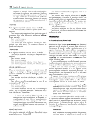 singulares del pisiforme. Entre las explicaciones propues-
tas destacan las evolutivas, que consideran al pisiforme
como un antiguo hueso perteneciente a una fila central
del carpo, ausente en el ser humano actual, que ha sido
desplazado hacia el plano ventral. También se ha sugerido
que representa un resto vestigial de un antiguo dedo 6
desaparecido en la evolución.
Trapecio
Cara superior: superficie articular para el escafoides.
Cara inferior: superficie articular para el primer meta-
carpiano.
Cara anterior: presenta un canal por donde discurren el
tendón del flexor radial del carpo y, por fuera, el tubércu-
lo del trapecio.
Cara posterior: rugosa.
Cara externa: rugosa.
Cara interna: por arriba superficie articular para el tra-
pezoide y por abajo para la cara lateral de la base del se-
gundo metacarpiano.
Trapezoide
Cara superior: superficie articular para el escafoides.
Cara inferior: superficie articular para el segundo meta-
carpiano.
Cara anterior: rugosa.
Cara posterior: rugosa.
Cara externa: superficie articular para el trapecio.
Cara interna: superficie articular para el hueso grande.
Hueso grande (capitate)
Dado su mayor tamaño respecto a los demás huesos del
carpo y su morfología se distinguen en él un segmento
superior, la cabeza, otro inferior, el cuerpo y, entre am-
bos, el cuello.
Cara superior: superficie articular para escafoides y se-
milunar.
Cara inferior: superficie articular para las bases de los
metacarpianos 2.o
, 3.o
y 4.o
.
Cara anterior: rugosa.
Cara posterior: rugosa.
Cara externa: superficie articular para el escafoides por
arriba y para el trapezoide por abajo. Cara interna: super-
ficie articular para el ganchoso.
El análisis de la morfología del hueso grande es útil
para deducir la forma de locomoción de antropoides ex-
tinguidos a partir de restos fósiles, ya que en los monos,
que utilizan las manos como apoyo parcial en la locomo-
ción terrestre o para la suspensión en la locomoción arbo-
rícola, la cabeza del hueso grande es más voluminosa y el
cuello más estrecho.
Ganchoso (hamate)
Cara superior: superficie articular para el semilunar y una
pequeña franja para el piramidal.
Cara inferior: superficie articular para las bases de los
metatarsianos 4.o
y 5.o
.
Cara anterior: posee un gran relieve óseo, el gancho,
que puede palparse en la palma de la mano a unos 2.5 cm
distalmente del pisiforme, siguiendo una línea trazada en-
tre este hueso y la base del dedo anular. Por fuera del gan-
cho se sitúa la división del nervio cubital en su rama pro-
funda y superficial.
Cara posterior: rugosa.
Cara externa: superficie articular para el hueso grande.
Cara interna: es realmente un borde libre que da al hue-
so forma de cuña.
Metacarpo
Características generales
Consiste en cinco huesos metacarpianos que forman el
esqueleto óseo de la palma de la mano (Figs. 6-9 y 6-10).
Se numeran de lateral a medial y delimitan entre sí los
espacios interóseos. Los cuatro últimos metacarpianos
presentan características comunes y están alineados longi-
tudinalmente formando columnas óseas paralelas, de don-
de surgen los dedos. En cada metacarpiano se distinguen
un cuerpo, una extremidad superior o cabeza y una extre-
midad inferior o base.
El cuerpo está ligeramente curvado formando una conca-
vidad anterior y en él se distinguen una cara posterior conve-
xa y dos laterales que delimitan los espacios interóseos.
La base tiene un aspecto cuboideo, y su superficie
muestra rugosidades excepto en la cara superior, que es
articular para los huesos de la segunda fila del carpo, y en
las caras laterales, que disponen de superficies articulares
para el metacarpiano vecino.
El segundo metacarpiano carece de superficie articular
en la cara externa de la base ya que no se une al primer
metacarpiano. De igual modo, el 5.o
al no haber 6.o
, care-
ce de superficie articular en la cara interna de la base.
El tercer metacarpiano presenta una pequeña apófisis
estiloides en la cara dorsal de su base que puede aparecer
independizada como hueso supernumerario del carpo, os
styloideum. Con alguna frecuencia su presencia se mani-
fiesta como una protuberancia dolorosa del dorso del car-
po que limita el movimiento.
La cabeza es ligeramente aplanada en sentido lateral. En
la cara distal (inferior) presenta una superficie articular
para la base de la primera falange que se prolonga hacia el
plano anterior. En las caras laterales muestra relieves de
inserción de los ligamentos laterales de las articulaciones
metacarpofalángicas.
Osificación
Cada metacarpiano presenta un núcleo de osificación pri-
mario que aparece en la diáfisis, en el segundo mes del
 3ECCIØN ))) Aparato locomotor
 