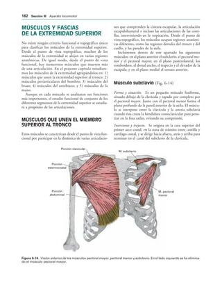 M. subclavio
Porción
esternocostal
Porción clavicular
M. pectoral
menor
Porción
abdominal
IGURA   Visión anterior de los músculos pectoral mayor, pectoral menor y subclavio. En el lado izquierdo se ha elimina-
do el músculo pectoral mayor.
MÚSCULOS Y FASCIAS
DE LA EXTREMIDAD SUPERIOR
No existe ningún criterio funcional o topográfico único
para clasificar los músculos de la extremidad superior.
Desde el punto de vista topográfico, muchos de los
músculos de la extremidad se alojan en varias regiones
anatómicas. De igual modo, desde el punto de vista
funcional, hay numerosos músculos que mueven más
de una articulación. En el presente capítulo estudiare-
mos los músculos de la extremidad agrupándolos en: 1)
músculos que unen la extremidad superior al tronco; 2)
músculos periarticulares del hombro; 3) músculos del
brazo; 4) músculos del antebrazo; y 5) músculos de la
mano.
Aunque en cada músculo se analizaran sus funciones
más importantes, el estudio funcional de conjunto de los
diferentes segmentos de la extremidad superior se estudia-
rá a propósito de las articulaciones.
MÚSCULOS QUE UNEN EL MIEMBRO
SUPERIOR AL TRONCO
Estos músculos se caracterizan desde el punto de vista fun-
cional por participar en la dinámica de varias articulacio-
nes que comprenden la cintura escapular, la articulación
escapulohumeral e incluso las articulaciones de las costi-
llas, interviniendo en la respiración. Desde el punto de
vista topográfico, los músculos ocupan regiones anatómi-
cas diferentes, como las regiones dorsales del tronco y del
cuello, y las paredes de la axila.
Incluiremos dentro de este apartado los siguientes
músculos: en el plano anterior el subclavio, el pectoral me-
nor y el pectoral mayor; en el plano posterolateral, los
romboideos, el dorsal ancho, el trapecio y el elevador de la
escápula; y en el plano medial el serrato anterior.
Músculo subclavio (Fig. 6-14)
Forma y situación. Es un pequeño músculo fusiforme,
situado debajo de la clavícula y tapado por completo por
el pectoral mayor. Junto con el pectoral menor forma el
plano profundo de la pared anterior de la axila. El múscu-
lo se interpone entre la clavícula y la arteria subclavia
cuando ésta cruza la hendidura costoclavicular para pene-
trar en la fosa axilar, evitando su compresión.
Inserciones y trayecto. Se origina en la cara superior del
primer arco costal, en la zona de tránsito entre costilla y
cartílago costal, y se dirige hacia afuera, atrás y arriba para
terminar en el canal del subclavio de la clavícula.
 3ECCIØN ))) Aparato locomotor
 