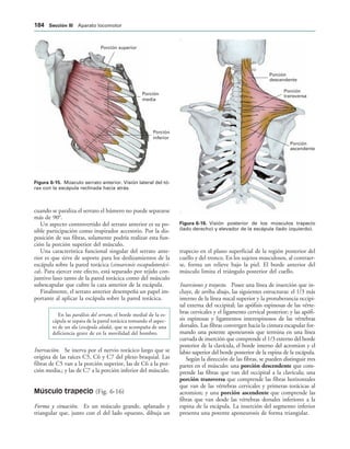 Porción superior
Porción
media
Porción
inferior
IGURA   Músculo serrato anterior. Visión lateral del tó-
rax con la escápula reclinada hacia atrás.
Porción
descendente
Porción
transversa
Porción
ascendente
IGURA   Visión posterior de los músculos trapecio
(lado derecho) y elevador de la escápula (lado izquierdo).
cuando se paraliza el serrato el húmero no puede separarse
más de 90°.
Un aspecto controvertido del serrato anterior es su po-
sible participación como inspirador accesorio. Por la dis-
posición de sus fibras, solamente podría realizar esta fun-
ción la porción superior del músculo.
Una característica funcional singular del serrato ante-
rior es que sirve de soporte para los deslizamientos de la
escápula sobre la pared torácica (sinsarcosis escapulotoráci-
ca). Para ejercer este efecto, está separado por tejido con-
juntivo laxo tanto de la pared torácica como del músculo
subescapular que cubre la cara anterior de la escápula.
Finalmente, el serrato anterior desempeña un papel im-
portante al aplicar la escápula sobre la pared torácica.
En las parálisis del serrato, el borde medial de la es-
cápula se separa de la pared torácica tomando el aspec-
to de un ala (escápula alada), que se acompaña de una
deficiencia grave de en la movilidad del hombro.
Inervación. Se inerva por el nervio torácico largo que se
origina de las raíces C5, C6 y C7 del plexo braquial. Las
fibras de C5 van a la porción superior, las de C6 a la por-
ción media,; y las de C7 a la porción inferior del músculo.
Músculo trapecio (Fig. 6-16)
Forma y situación. Es un músculo grande, aplanado y
triangular que, junto con el del lado opuesto, dibuja un
trapecio en el plano superficial de la región posterior del
cuello y del tronco. En los sujetos musculosos, al contraer-
se, forma un relieve bajo la piel. El borde anterior del
músculo limita el triángulo posterior del cuello.
Inserciones y trayecto. Posee una línea de inserción que in-
cluye, de arriba abajo, las siguientes estructuras: el 1/3 más
interno de la línea nucal superior y la protuberancia occipi-
tal externa del occipital; las apófisis espinosas de las vérte-
bras cervicales y el ligamento cervical posterior; y las apófi-
sis espinosas y ligamentos interespinosos de las vértebras
dorsales. Las fibras convergen hacia la cintura escapular for-
mando una potente aponeurosis que termina en una línea
curvada de inserción que comprende el 1/3 externo del borde
posterior de la clavícula, el borde interno del acromion y el
labio superior del borde posterior de la espina de la escápula.
Según la dirección de las fibras, se pueden distinguir tres
partes en el músculo: una porción descendente que com-
prende las fibras que van del occipital a la clavícula; una
porción transversa que comprende las fibras horizontales
que van de las vértebras cervicales y primeras torácicas al
acromion; y una porción ascendente que comprende las
fibras que van desde las vértebras dorsales inferiores a la
espina de la escápula. La inserción del segmento inferior
presenta una potente aponeurosis de forma triangular.
 3ECCIØN ))) Aparato locomotor
 