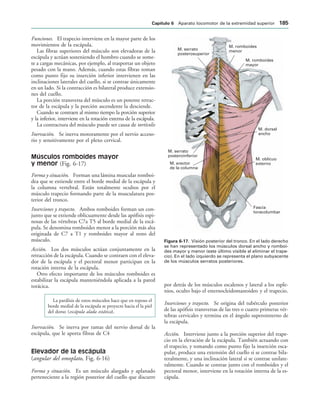 M. dorsal
ancho
Fascia
toracolumbar
M. oblicuo
externo
M. erector
de la columna
M. serrato
posteroinferior
M. serrato
posterosuperior
M. romboides
menor
M. romboides
mayor
IGURA   Visión posterior del tronco. En el lado derecho
se han representado los músculos dorsal ancho y romboi-
des mayor y menor (este último visible al eliminar el trape-
cio). En el lado izquierdo se representa el plano subyacente
de los músculos serratos posteriores.
Funciones. El trapecio interviene en la mayor parte de los
movimientos de la escápula.
Las fibras superiores del músculo son elevadoras de la
escápula y actúan sosteniendo el hombro cuando se some-
te a cargas mecánicas, por ejemplo, al trasportar un objeto
pesado con la mano. Además, cuando estas fibras toman
como punto fijo su inserción inferior intervienen en las
inclinaciones laterales del cuello, si se contrae únicamente
en un lado. Si la contracción es bilateral produce extensio-
nes del cuello.
La porción transversa del músculo es un potente retrac-
tor de la escápula y la porción ascendente la desciende.
Cuando se contraen al mismo tiempo la porción superior
y la inferior, interviene en la rotación externa de la escápula.
La contractura del músculo puede ser causa de tortícolis
Inervación. Se inerva motoramente por el nervio acceso-
rio y sensitivamente por el plexo cervical.
Músculos romboides mayor
y menor (Fig. 6-17)
Forma y situación. Forman una lámina muscular romboi-
dea que se extiende entre el borde medial de la escápula y
la columna vertebral. Están totalmente ocultos por el
músculo trapecio formando parte de la musculatura pos-
terior del tronco.
Inserciones y trayecto. Ambos romboides forman un con-
junto que se extiende oblicuamente desde las apófisis espi-
nosas de las vértebras C7a T5 al borde medial de la escá-
pula. Se denomina romboides menor a la porción más alta
originada de C7 a T1 y romboides mayor al resto del
músculo.
Acción. Los dos músculos actúan conjuntamente en la
retracción de la escápula. Cuando se contraen con el eleva-
dor de la escápula y el pectoral menor participan en la
rotación interna de la escápula.
Otro efecto importante de los músculos romboides es
estabilizar la escápula manteniéndola aplicada a la pared
torácica.
La parálisis de estos músculos hace que en reposo el
borde medial de la escápula se proyecte hacia el la piel
del dorso (escápula alada estática).
Inervación. Se inerva por ramas del nervio dorsal de la
escápula, que le aporta fibras de C4
Elevador de la escápula
(angular del omoplato, Fig. 6-16)
Forma y situación. Es un músculo alargado y aplanado
perteneciente a la región posterior del cuello que discurre
por detrás de los músculos escalenos y lateral a los esple-
nios, oculto bajo el esternocleidomastoideo y el trapecio.
Inserciones y trayecto. Se origina del tubérculo posterior
de las apófisis transversas de las tres o cuatro primeras vér-
tebras cervicales y termina en el ángulo superointerno de
la escápula.
Acción. Interviene junto a la porción superior del trape-
cio en la elevación de la escápula. También actuando con
el trapecio, y tomando como punto fijo la inserción esca-
pular, produce una extensión del cuello si se contrae bila-
teralmente, y una inclinación lateral si se contrae unilate-
ralmente. Cuando se contrae junto con el romboides y el
pectoral menor, interviene en la rotación interna de la es-
cápula.
#APÓTULO  Aparato locomotor de la extremidad superior 
 