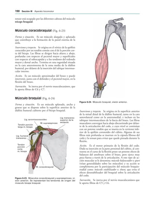 Lig. transverso
superior de la
escápula
M. supraespinoso
Lig. acromiocoracoideo
Tendón porción
larga m. bíceps
Lig. humeral
transverso
Tendón
porción
corta
m. bíceps
M. coracobraquial
IGURA   Músculos coracobraquial y supraespinoso, vi-
sión anterior. Se representan los tendones de origen del
músculo bíceps braquial.
IGURA   Músculo braquial, visión anterior.
tensor está ocupado por las diferentes cabezas del músculo
tríceps braquial.
Músculo coracobraquial (Fig. 6-23)
Forma y situación. Es un músculo alargado y aplanado
que contribuye a la formación de la pared externa de la
axila.
Inserciones y trayecto. Se origina en el vértice de la apófisis
coracoides por un tendón común con el de la porción cor-
ta del bíceps. Las fibras se dirigen hacia afuera y abajo,
profundas con respecto al pectoral mayor y superficiales
con respecto al subescapular y a los tendones del redondo
mayor y dorsal ancho. Termina en una rugosidad situada
en la cara anterointerna de la zona media de la diáfisis
humeral, por delante de la inserción del tabique intermus-
cular interno.
Acción. Es un músculo aproximador del brazo y puede
intervenir, junto con el deltoides y el pectoral mayor, en la
flexión del brazo.
Inervación. Se inerva por el nervio musculocutáneo, que
le aporta fibras de C6 y C7.
Músculo braquial (Fig. 6-24)
Forma y situación. Es un músculo aplanado, ancho y
grueso que se dispone sobre la superficie anterior de la
diáfisis humeral cubierto por el bíceps braquial. Inserciones y trayecto. Se origina en la superficie anterior
de la mitad distal de la diáfisis humeral, tanto en la cara
anterolateral como en la anteromedial, e incluso en los
tabiques intermusculares de la fascia del brazo. Las fibras
musculares convergen hacia abajo discurriendo por delan-
te de la articulación del codo, a cuyo nivel se continúan
con un potente tendón que se inserta en la vertiente infe-
rior de la apófisis coronoides del cúbito. Algunas de sus
fibras más profundas se insertan en la cápsula fibrosa del
codo y la tensan para evitar que quede pinzada durante la
flexión.
Acción. Es el motor primario de la flexión del codo.
Dada su inserción en la parte proximal del cúbito, al con-
traerse en el curso de la flexión posee un potente efecto de
balanceo del antebrazo sobre el brazo, pero ejerce muy
poca fuerza a través de la articulación. A este tipo de ac-
ción muscular se le denomina músculo balanceador o spurt
(véase generalidades sobre los músculos) y su acción se
complementa por la participación del músculo braquio-
rradial como músculo estabilizador o shunt, que evita el
efecto desestabilizador del braquial sobre la articulación
del codo.
Inervación. Se inerva por el nervio musculocutáneo que
le aporta fibras de C5 y C6.
 3ECCIØN ))) Aparato locomotor
 