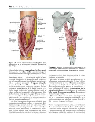 M. pronador
redondo
Músculos
epicondíleos
mediales
Aponeurosis
bicipital
M. braquial
Tabique
intermuscular
medial
M. bíceps
braquial
M. supinador
M. extensor
radial corto
del carpo
M. extensor
radial largo
del carpo
M. braquiorradial
IGURA   Visión anterior de los surcos bicipitales de la
fosa cubital. Se ha seccionado la expansión aponeurótica
del bíceps.
Cabeza
lateral
Cabeza
medial
Porción
larga
IGURA   Músculo tríceps braquial, visión posterior. La
cabeza lateral se ha seccionado y reclinado para observar el
origen de la cabeza medial y el canal radial del húmero.
cabezas independientes, la cabeza larga, la cabeza lateral
(vasto externo) y la cabeza medial (vasto interno), que se
fusionan en un vientre único que termina sobre el cúbito.
Inserciones y trayecto. La cabeza larga se origina en la tu-
berosidad subglenoidea de la escápula y en la zona próxi-
ma del rodete glenoideo de la articulación escapulohume-
ral. y desciende atravesando el espacio triangular
escapulohumeral (véase Músculo redondo mayor) en
busca de las otras cabezas del músculo. La cabeza lateral se
origina en la cara posterior de la diáfisis humeral en la
región situada por encima y por fuera del surco radial. La
cabeza medial se origina también es la cara posterior de la
diáfisis humeral en la región situada por debajo y por den-
tro del surco radial. La inserción de este vientre se extiende
además hacia la cara posterior de los tabiques intermuscu-
lares de la aponeurosis braquial.
Las fibras musculares de las diferentes cabezas se unen
en un vientre muscular que confluye en una potente lámi-
na tendinosa que se inserta en la cara superior del olécra-
non. Un componente importante de las fibras de la cabeza
medial se inserta directamente en los bordes del olécra-
non. Además, algunas fibras profundas de este vientre
(músculo subancóneo) se insertan en la cápsula articular del
codo tensándola para evitar que quede pinzada en los mo-
vimientos de extensión.
El tendón del tríceps presenta asociadas una serie de
bolsas serosas periarticulares del codo. De ellas, la de ma-
yor interés clínico es la bolsa subcutánea olecraneana,
que se dispone en el tejido celular subcutáneo y facilita el
deslizamiento del tendón. Además, en el espesor de la lá-
mina tendinosa puede aparecer un bolsa serosa olecra-
neana intratendinosa y profundamente al tendón una
bolsa serosa olecraneana subtendinosa dispuesta entre
el olécranon y el tendón.
El surco radial del húmero, al estar cubierto por las fi-
bras de la cabeza lateral del tríceps, se transforma en un
conducto osteomuscular por el que caminan el nervio ra-
dial y los vasos braquiales profundos.
Acción. Es un potente extensor del codo que actúa cuan-
do el movimiento se realiza de forma rápida (golpe de
karateka) o cuando no puede realizarse por la gravedad.
Cuando la resistencia que tiene que vencer es pequeña, se
activa la cabeza medial. En situaciones de mayor resisten-
 3ECCIØN ))) Aparato locomotor
 