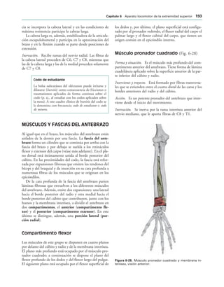 IGURA   Músculo pronador cuadrado y membrana in-
terósea, visión anterior.
cia se incorpora la cabeza lateral y en las condiciones de
máxima resistencia participa la cabeza larga.
La cabeza larga es, además, estabilizadora de la articula-
ción escapulohumeral y participa en la aproximación del
brazo y en la flexión cuando se parte desde posiciones de
extensión.
Inervación. Recibe ramas del nervio radial. Las fibras de
la cabeza lateral proceden de C6, C7 y C8, mientras que
las de la cabeza larga y las de la medial proceden solamente
de C7 y C8.
Codo de estudiante
La bolsa subcutánea del olécranon puede irritarse y
dilatarse (bursitis) como consecuencia de fricciones o
traumatismos aplicados de forma continua sobre el
codo (p. ej., al estudiar con los codos aplicados sobre
la mesa). A este cuadro clínico de bursitis del codo se
le denomina con frecuencia codo de estudiante o codo
de minero.
MÚSCULOS Y FASCIAS DEL ANTEBRAZO
Al igual que en el brazo, los músculos del antebrazo están
aislados de la dermis por una fascia. La fascia del ante-
brazo forma un cilindro que se continúa por arriba con la
fascia del brazo y por debajo se suelda a los retináculos
flexor y extensor del carpo (véase más adelante). En el pla-
no dorsal está íntimamente unida al borde posterior del
cúbito. En las proximidades del codo, la fascia está refor-
zada por expansiones fibrosas que emiten los tendones del
bíceps y del braquial y da inserción en su cara profunda a
numerosas fibras de los músculos que se originan en los
epicóndilos.
De la cara profunda de la fascia del antebrazo parten
láminas fibrosas que envuelven a los diferentes músculos
del antebrazo. Además, emite dos expansiones: una lateral
hacia el borde posterior del radio y otra medial hacia el
borde posterior del cúbito que contribuyen, junto con los
huesos y la membrana interósea, a dividir el antebrazo en
dos compartimentos, el anterior (compartimento fle-
xor) y el posterior (compartimento extensor). En este
último se distingue, además, una porción lateral (por-
ción radial).
Compartimento flexor
Los músculos de este grupo se disponen en cuatro planos
por delante del cúbito y radio y de la membrana interósea.
El plano más profundo está ocupado por el músculo pro-
nador cuadrado; a continuación se dispone el plano del
flexor profundo de los dedos y del flexor largo del pulgar.
El siguiente plano está ocupado por el flexor superficial de
los dedos y, por último, el plano superficial está configu-
rado por el pronador redondo, el flexor radial del carpo el
palmar largo y el flexor cubital del carpo, que tienen un
origen común en el epicóndilo interno.
Músculo pronador cuadrado (Fig. 6-28)
Forma y situación. Es el músculo más profundo del com-
partimento anterior del antebrazo. Tiene forma de lámina
cuadrilátera aplicado sobre la superficie anterior de la par-
te inferior del cúbito y radio.
Inserciones y trayecto. Está formado por fibras transversa-
les que se extienden entre el cuarto distal de las caras y los
bordes anteriores del radio y del cúbito.
Acción. Es un potente pronador del antebrazo que inter-
viene desde el inicio del movimiento.
Inervación. Se inerva por la rama interósea anterior del
nervio mediano, que le aporta fibras de C8 y T1.
#APÓTULO  Aparato locomotor de la extremidad superior 
 