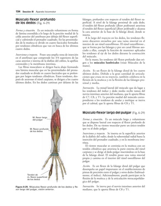 M. flexor largo
del pulgar
M. flexor profundo
de los dedos
Tendón de
m. flexor superficial
de los dedos
IGURA   Músculos flexor profundo de los dedos y fle-
xor largo del pulgar, visión anterior.
Músculo flexor profundo
de los dedos (Fig. 6-29)
Forma y situación. Es un músculo voluminoso en forma
de lámina extendida a lo largo de la porción medial de la
celda anterior del antebrazo por debajo del flexor superfi-
cial y cubriendo el pronador cuadrado. En las proximida-
des de la muñeca se divide en cuatro fascículos formados
por tendones cilíndricos que van en busca de los últimos
cuatro dedos.
Inserciones y trayecto. Posee una amplia zona de inserción
en el antebrazo que comprende los 3/4 superiores de las
caras anterior e interna de la diáfisis del cúbito, la apófisis
coronoides y la membrana interósea.
Las fibras musculares se dirigen hacia abajo formando
una lámina muscular que en las proximidades del prona-
dor cuadrado se divide en cuatro fascículos que se prolon-
gan por largos tendones cilíndricos. Estos tendones, des-
pués de atravesar el túnel carpiano, se dirigen a los cuatro
últimos dedos. En los dedos caminan por delante de las
falanges, profundos con respecto al tendón del flexor su-
perficial. A nivel de la falange proximal de cada dedo,
el tendón del flexor profundo (flexor perforante) atraviesa
el tendón del flexor superficial (flexor perforado) y alcanza
la cara anterior de la base de la falange distal, donde se
inserta.
A lo largo del trayecto en los dedos, los tendones fle-
xores discurren envueltos por una vaina sinovial en el
interior de un túnel osteofibroso. El túnel osteofibroso ,
que se forma por las falanges y por un canal fibroso aso-
ciado a ellas, cumple la función de mantener aplicados
los tendones al eje de los dedos durante la contracción
del músculo.
En la mano, los tendones del flexor profundo dan ori-
gen a los músculos lumbricales (véase Músculos de la
mano).
Acción. Es un flexor de la falange distal de los cuatro
últimos dedos. Debido a la gran cantidad de articula-
ciones que cruza en su trayecto, también colabora en la
flexión de la muñeca y en la flexión de las falanges pro-
ximal y media.
Inervación. La mitad lateral del músculo que da lugar a
los tendones del índice y dedo medio recibe ramos del
nervio interóseo anterior del mediano, que le aporta fibras
de C7, C8, y T1. La porción medial del músculo corres-
pondiente a los tendones de anular y meñique se inerva
por el cubital, que le aporta fibras de C8 y T1.
Músculo flexor largo del pulgar (Fig. 6-29)
Forma y situación. Es un músculo largo y voluminoso
que se dispone lateral con respecto al flexor profundo de
los dedos. De su vientre muscular parte un único tendón
que va al dedo pulgar.
Inserciones y trayecto. Se inserta en la superficie anterior
de la diáfisis del radio, desde la tuberosidad radial hasta la
inserción del pronador cuadrado, y en la membrana inte-
rósea.
El vientre muscular se continúa en la muñeca con un
tendón cilíndrico que atraviesa la parte externa del túnel
carpiano y se dirige al dedo pulgar insertándose en la base
de la falange distal. El tendón posee una vaina sinovial
propia y camina en el interior del túnel osteofibroso del
pulgar.
Acción. Es un flexor de la falange distal del pulgar que
desempeña un papel importante en el establecimiento de
pinzas de precisión entre el pulgar y otros dedos (habitual-
mente, el índice). Adicionalmente, puede participar en la
flexión de la muñeca y de la articulación metacarpofalán-
gica del pulgar.
Inervación. Se inerva por el nervio interóseo anterior del
mediano, que le aporta fibras de C8 y T1.
 3ECCIØN ))) Aparato locomotor
 