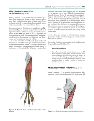 IGURA   Músculo flexor superficial de los dedos, visión
anterior.
Cabeza
cubital
Cabeza
humeral
IGURA   Músculo pronador redondo, visión anterior.
Músculo flexor superficial
de los dedos (Fig. 6-30)
Forma y situación. Es un potente músculo de forma apla-
nada que se dispone por delante del flexor largo del pulgar
y del flexor profundo de los dedos. Al igual que el flexor
profundo, se divide en cuatro fascículos seguidos de largos
tendones destinados a los cuatro últimos dedos.
Inserciones y trayecto. Se origina por dos cabezas, una hú-
mero-cubital que se inserta en el epicóndilo medial, en el
ligamento colateral cubital del codo y en la apófisis coro-
noides, y otra radial que parte de los 2/3 superiores del
borde anterior del radio. Las dos cabezas están unidas for-
mando un arco fibromuscular por debajo del cual discu-
rren el nervio mediano y la arteria cubital.
El vientre muscular se divide en la parte media del
antebrazo en cuatro fascículos que se continúan con ten-
dones dispuestos en dos planos. En el plano superficial se
sitúan los tendones correspondientes al dedo índice y
meñique y en el profundo los del anular y medio. Los
tendones atraviesan el túnel carpiano (Fig. 6-83B) y una
vez en la mano, van en busca del dedo correspondiente.
Cuando alcanzan el nivel de la articulación metacarpofa-
lángica, cada tendón se divide en dos haces que delimi-
tan una abertura (tendón perforado) por donde cursa el
tendón del flexor profundo de los dedos (tendón perfo-
rante). Después de ser atravesados por el tendón del fle-
xor profundo, los dos haces se unen parcialmente por
fibras tendinosas que se cruzan de un lado al otro (quias-
ma tendinoso), pero finalmente se separan de nuevo para
alcanzar los bordes laterales de la base de la falange media
de los dedos.
Acción. Su acción primaria es la flexión de las falanges
proximal y media, pero también puede participar en la
flexión de la muñeca.
Inervación. Se inerva por ramas del nervio mediano, que
le aporta fibras de C7, C8, y T1.
Vínculos tendinosos
Tanto los tendones del flexor profundo, como los del
flexor superficial de los dedos, poseen a lo largo de su
trayecto algunos haces fibroelásticos que se unen a la
cara anterior de las falanges y de las articulaciones inter-
falángicas. Estos haces fibrosos permiten el paso de vasos
sanguíneos hacia el tendón y reciben el nombre de
vínculos tendinosos.
Músculo pronador redondo (Fig. 6-31)
Forma y situación. Es un músculo grueso dispuesto obli-
cuamente entre el epicóndilo medial y la parte media del
#APÓTULO  Aparato locomotor de la extremidad superior 
 