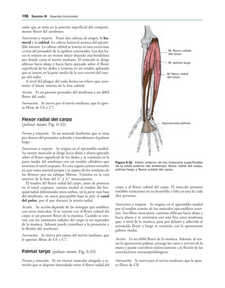 M. flexor cubital
del carpo
M. palmar largo
M. flexor radial
del carpo
Aponeurosis palmar
IGURA   Visión anterior de los músculos superficiales
de la celda anterior del antebrazo: flexor radial del carpo,
palmar largo y flexor cubital del carpo.
radio que se sitúa en la porción superficial del comparti-
mento flexor del antebrazo.
Inserciones y trayecto. Posee dos cabezas de origen, la hu-
meral y la cubital. La cabeza humeral arranca del epicón-
dilo interno. La cabeza cubital se inserta en una cresta ósea
(cresta del pronador) de la apófisis coronoides. Los dos ha-
ces se reúnen en un vientre único dejando una hendidura
por donde cursa el nervio mediano. El músculo se dirige
oblicuo hacia abajo y hacia fuera apoyado sobre el flexor
superficial de los dedos y termina en un tendón aplanado
que se inserta en la parte media de la cara externa del cuer-
po del radio.
A nivel del pliegue del codo forma un relieve que cons-
tituye el límite interno de la fosa cubital.
Acción. Es un potente pronador del antebrazo y un débil
flexor del codo.
Inervación. Se inerva por el nervio mediano, que le apor-
ta fibras de C6 y C7.
Flexor radial del carpo
(palmar mayor, Fig. 6-32)
Forma y situación. Es un músculo fusiforme que se sitúa
por dentro del pronador redondo y lateralmente al palmar
largo.
Inserciones y trayecto. Se origina en el epicóndilo medial.
Su vientre muscular se dirige hacia abajo y afuera apoyado
sobre el flexor superficial de los dedos y se continúa en la
parte media del antebrazo con un tendón cilíndrico que
atraviesa el túnel carpiano. En esta región camina envuelto
en una vaina sinovial propia y se separa de los tendones de
los flexores por un tabique fibroso. Termina en la cara
anterior de la base del 2.o
y 3.er
metacarpiano.
El tendón del flexor radial del carpo, antes de penetrar
en el túnel carpiano, camina medial al tendón del bra-
quiorradial delimitando entre ambos, en la parte más baja
del antebrazo, un surco perceptible bajo la piel, el canal
del pulso, por el que discurre la arteria radial.
Acción. Su acción depende de las sinergias que establece
con otros músculos. Si se contrae con el flexor cubital del
carpo es un potente flexor de la muñeca. Cuando se con-
trae con los extensores radiales del carpo es un separador
de la muñeca. Además puede contribuir a la pronación y
la flexión del antebrazo.
Inervación. Se inerva por ramas del nervio mediano, que
le aportan fibras de C6 y C7.
Palmar largo (palmar menor, Fig. 6-32)
Forma y situación. Es un vientre muscular alargado y es-
trecho que se dispone intercalado entre el flexor radial del
carpo y el flexor cubital del carpo. El músculo presenta
notables variaciones en su desarrollo y falta en una de cada
diez personas.
Inserciones y trayecto. Se origina en el epicóndilo medial
por el tendón común de los músculos epicondíleos inter-
nos. Sus fibras musculares caminan oblicuas hacia abajo y
hacia afuera y se continúan con una fina cinta tendinosa
que, a nivel de la muñeca, pasa por delante y adherida al
retináculo flexor y luego se continúa con la aponeurosis
palmar media.
Acción. Es un débil flexor de la muñeca. Además, al ten-
sar la aponeurosis palmar, protege los vasos y nervios de la
mano y puede contribuir indirectamente a la flexión de las
articulaciones metacarpofalángicas.
Inervación. Se inerva por el nervio mediano, que le apor-
ta fibras de C8.
 3ECCIØN ))) Aparato locomotor
 