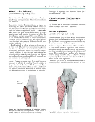Cabeza
humeral
Cabeza
cubital
IGURA   Detalle de las cabezas de origen del músculo
flexor cubital del carpo, visión posterior. El trazo oscuro in-
dica el espacio de deslizamiento del nervio cubital. IGURA   Músculo supinador, visión anterior.
Flexor cubital del carpo
(cubital anterior, Figs. 6-32 y 6-33)
Forma y situación. Es un potente vientre muscular situa-
do a lo largo del margen medial del compartimento flexor
del antebrazo.
Inserciones y trayecto. Posee dos cabezas de origen, una
humeral y otra cubital. La cabeza humeral arranca del
tendón común de los flexores epicondíleos, que se inserta
en la cara anterior del epicóndilo medial. La cabeza cubi-
tal se inserta en el borde interno del olécranon y de los 2/3
superiores del borde posterior del cuerpo del cúbito. Las
dos cabezas se unen por un arco fibroso que delimita con
la cara posterior del epicóndilo un conducto osteofibroso
(conducto epitrocleo-olecraneano) por donde pasa el nervio
cubital desde la celda posterior del brazo a la celda ante-
rior del antebrazo.
Tras la fusión de las cabezas se forma un vientre que, en
la parte media del antebrazo, se continúa con un potente
tendón que va al pisiforme. La inserción en el pisiforme se
extiende por expansiones fibrosas hasta el gancho del gan-
choso y la base del 5.o
metacarpiano. Además, emite otra
expansión fibrosa para el retináculo flexor, que delimita
un conducto fibroso (conducto de Guyon), por donde pa-
san los vasos y el nervio cubital.
Acción. Cuando se contrae con el flexor radial del carpo
interviene en la flexión de la muñeca. También participa en
la aproximación (inclinación medial) de la muñeca al con-
traerse junto con el extensor cubital del carpo. Otra función
del músculo es estabilizar la inserción del músculo separa-
dor del meñique durante los movimientos de este dedo.
Inervación. Se inerva por ramas del nervio cubital, que le
aporta fibras de C7 y C8.
Porción radial del compartimento
extensor
Está formado por los músculos braquiorradial, extensores
radiales del carpo largo, corto y supinador.
Músculo supinador
(supinador corto, Figs. 6-34 y 6-35)
Forma y situación. Está formado por dos pequeñas lámi-
nas musculares arrolladas sobre la porción superior del ra-
dio. Se sitúa, por tanto, en un plano muy profundo, tapa-
do por los extensores radiales del carpo.
Inserciones y trayecto. Consta de dos cabezas, una hume-
ral, que es más superficial y posee las fibras orientadas
oblicuas hacia abajo, y otra cubital, que es más profunda y
con fibras orientadas transversalmente. La cabeza humeral
arranca del epicóndilo lateral y también de los ligamentos
colateral radial y anular del radio. La cabeza cubital arran-
ca por debajo de la escotadura radial del cúbito de la su-
perficie y de la cresta supinatoria.
Las fibras procedentes de ambas cabezas forman dos lá-
minas musculares superpuestas que se arrollan de poste-
#APÓTULO  Aparato locomotor de la extremidad superior 
 