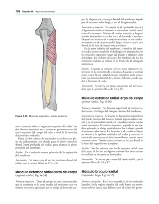 IGURA   Músculo supinador, visión posterior.
rior a anterior sobre el segmento superior del radio. Las
dos láminas terminan en el contorno posteroexterno del
tercio superior del cuerpo del radio a nivel de la inserción
del pronador redondo.
Entre las dos cabezas del supinador se establece un pla-
no de deslizamiento por donde pasa el nervio interóseo
dorsal (rama profunda del radial) para alcanzar el plano
posterior del antebrazo.
Acción. Es el músculo motor primario de la supinación
del antebrazo.
Inervación. Se inerva por el nervio interóseo dorsal del
radial, que le aporta fibras de C5 y C6.
Músculo extensor radial corto del carpo
(segundo radial, Fig. 6-34)
Forma y situación. Tiene el aspecto de una cinta muscular
que se continúa en la zona media del antebrazo con un
tendón estrecho y aplanado que se dirige al dorso del car-
po. Se dispone en el margen lateral del antebrazo tapado
por el extensor radial largo y por el braquiorradial.
Inserciones y trayecto. Se origina en el epicóndilo lateral y
el ligamento colateral externo en un tendón común con el
resto de extensores. Primero el vientre muscular y luego el
tendón descienden verticales hacia el dorso de la muñeca.
Después de atravesar el retináculo extensor en un conduc-
to común con el extensor radial largo, se inserta en la cara
dorsal de la base del tercer metacarpiano.
En la parte inferior del antebrazo, el tendón del exten-
sor radial corto y también el del largo son atravesados por
los músculos separador largo del pulgar y extensor corto
del pulgar. En el dorso del carpo los tendones de los dos
extensores radiales se sitúan en el fondo de la tabaquera
anatómica.
Acción. Cuando se contrae con los otros extensores, in-
terviene en la extensión de la muñeca. Cuando se contrae
junto con el flexor radial del carpo interviene en la separa-
ción (inclinación lateral) de la mano. Además, puede ayu-
dar a flexionar el codo.
Inervación. Se inerva por ramas colaterales del nervio ra-
dial, que le aportan fibras de C6 y C7.
Músculo extensor radial largo del carpo
(primer radial, Fig. 6-36)
Forma y situación. Se dispone superficial al extensor ra-
dial corto, a lo largo del margen externo del antebrazo.
Inserciones y trayecto. Se inserta en la porción más inferior
del borde externo del húmero (cresta supracondílea late-
ral) y en el epicóndilo lateral, en el tendón común con los
otros extensores. El vientre muscular, seguido de un ten-
dón aplanado, se dirige verticalmente hacia abajo tapando
al extensor radial corto. En la muñeca, el tendón se dispo-
ne dorsal a la apófisis estiloides del radio y atraviesa el
retináculo extensor en un túnel osteofibroso común con el
extensor corto. Termina insertándose en la cara dorsal de
la base del segundo metacarpiano.
Acción. Son las mismas que las de extensor radial corto
del carpo; de hecho, en algunos animales los dos extenso-
res radiales se encuentran fusionados.
Inervación. Se inerva por ramas del nervio radial, que le
aportan fibras de C6 y C7.
Músculo braquiorradial
(supinador largo, Fig. 6-37)
Forma y situación. Es el más superficial de los músculos
laterales. En la región anterior del codo forma un promi-
nente relieve lateral que delimita con el relieve del prona-
 3ECCIØN ))) Aparato locomotor
 