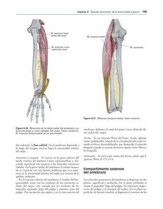 M. extensor largo
radial del carpo
M. extensor corto
radial del carpo
IGURA   Músculos de la celda radial del antebrazo: ex-
tensores largo y corto radiales del carpo. Visión posterior.
El músculo braquirradial se ha seccionado.
M. supinador
M. braquiorradial
IGURA   Músculo braquiorradial, visión anterior.
dor redondo, la fosa cubital. En el antebrazo desciende a
lo largo del margen externo hasta la extremidad inferior
del radio.
Inserciones y trayecto. Se inserta en la parte inferior del
borde externo del húmero (cresta supracondílea) y des-
ciende superficial con respecto a los músculos extensores
radiales. En la parte media del antebrazo el vientre muscu-
lar se continúa con una lámina tendinosa que va a inser-
tarse en la extremidad inferior del radio por encima de la
apófisis estiloides.
En el extremo inferior del antebrazo el tendón del bra-
quiorradial, junto con los tendones de los extensores ra-
diales del carpo, está cruzado por los tendones de los
músculos separador largo del pulgar y extensor corto del
pulgar. Por encima de esta región, y en la cara anterior del
antebrazo, delimita el canal del pulso (véase Músculo fle-
xor radial del carpo).
Acción. Es un músculo flexor del brazo. Actúa, además,
como estabilizador (shunt) de la articulación del codo evi-
tando el efecto desestabilizador que desarrolla el músculo
braquial cuando se contrae de forma rápida (véase Múscu-
lo braquial).
Inervación. Se inerva por ramas del nervio radial, que le
aportan fibras de C5 y C6.
Compartimento extensor
del antebrazo
Los músculos posteriores del antebrazo se disponen en dos
planos, superficial y profundo. En el plano profundo se
sitúan el separador largo del pulgar, los extensores largo y
corto del pulgar y el extensor del índice. En el plano su-
perficial, de lateral a medial, se disponen el extensor de los
#APÓTULO  Aparato locomotor de la extremidad superior 
 