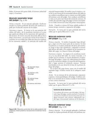 M. separador largo
del pulgar
M. extensor corto
del pulgar
M. extensor largo
del pulgar
M. extensor del índice
IGURA   Músculos profundos de la celda posterior del
antebrazo. Visión posterior tras seccionar el extensor de los
dedos.
dedos, el extensor del quinto dedo, el extensor cubital del
carpo y el ancóneo.
Músculo separador largo
del pulgar (Fig. 6-38)
Forma y situación. Es un músculo aplanado y fusiforme
situado en el plano profundo del dorso del antebrazo ta-
pado por el músculo extensor de los dedos.
Inserciones y trayecto. Se inserta en la cara posterior del
cúbito, del radio y de la membrana interósea en la zona
que queda por debajo de las inserciones del supinador y
del ancóneo. El vientre muscular desciende oblicuo hacia
abajo y hacia fuera, y un poco por encima de la muñeca se
continúa con un tendón que rodea por fuera los tendones
de los extensores radiales y la inserción del tendón del
músculo braquiorradial. El tendón cruza la muñeca a ni-
vel de la cara externa de la extremidad inferior del radio en
un conducto osteofibroso que es común con el del tendón
del extensor corto del pulgar. Este conducto osteofibroso
se sitúa en la parte más lateral del retináculo extensor. El
tendón del separador largo del pulgar termina insertándo-
se en el lado externo de la base del primer metacarpiano.
Acción. Cuando se contrae de forma aislada produce al
mismo tiempo extensión y separación del pulgar.
Inervación. Se inerva por la rama profunda del nervio
radial, que le aporta fibras de C7 y C8.
Músculo extensor corto
del pulgar (Fig. 6-38)
Forma y situación. Es similar al separador largo del pul-
gar, y sigue con él la mayor parte de su trayecto. Se sitúa
inicialmente en el plano profundo del dorso del antebra-
zo, luego se hace más superficial y, rodeando la extremi-
dad inferior del radio y los tendones de los extensores ra-
diales del carpo, va a buscar el dorso del pulgar.
Inserciones y trayecto. Se origina en la membrana interó-
sea y la cara dorsal del radio. Su vientre muscular, y el
tendón que lo continúa, se asocian distalmente al separa-
dor largo del pulgar y, junto a él, rodea primero los tendo-
nes de los extensores radiales y la inserción del braquiorra-
dial y luego atraviesa el retináculo extensor. Termina
insertándose en la cara dorsal de la base de la primera fa-
lange del pulgar.
En el dorso del carpo forma, junto con el tendón del
separador largo, el límite externo de la tabaquera anató-
mica.
Acción. Es un extensor de las articulaciones carpometa-
carpiana y metacarpofalángica del pulgar. Colabora tam-
bién en la extensión de la muñeca cuando el movimiento
se hace contra resistencia.
Inervación. Se inerva por la rama profunda del nervio
radial, que le aporta fibras de C7 y C8.
Síndrome de De Quervain
Los tendones del extensor corto del pulgar y del sepa-
rador largo del pulgar cuando atraviesan el retináculo
extensor van envueltos en una sinovial común que con
alguna frecuencia sufre procesos inflamatorios que
dan lugar al denominado síndrome de De Quervain.
Músculo extensor largo
del pulgar (Fig. 6-38)
Forma y situación. Es un músculo aplanado y fusiforme
situado en el plano profundo del dorso del antebrazo me-
 3ECCIØN ))) Aparato locomotor
 